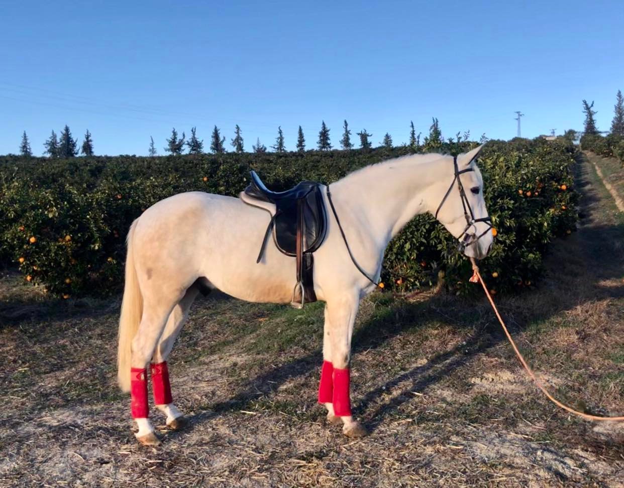 Caballo en Venta
