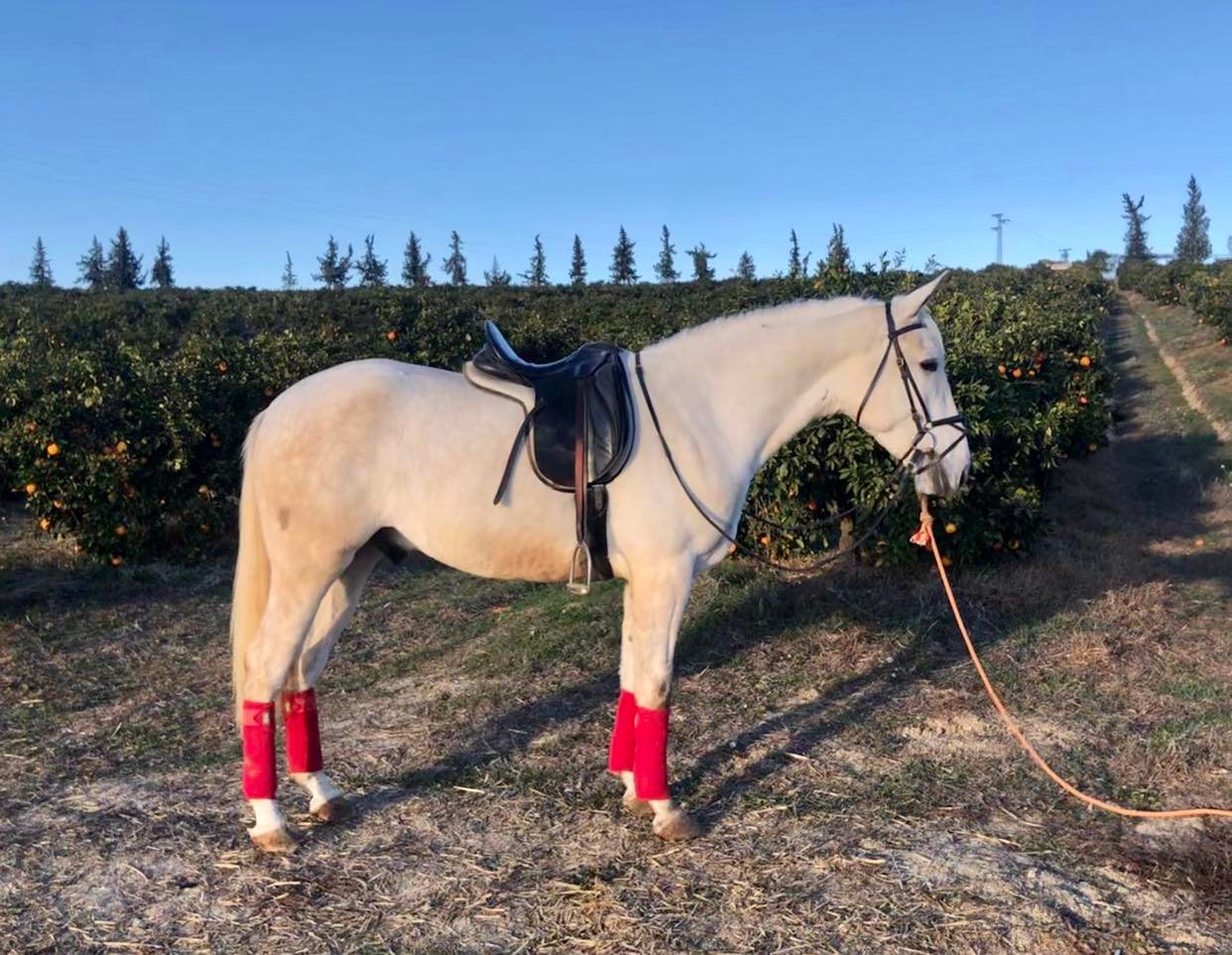 Caballo en Venta