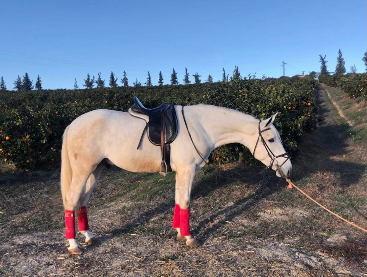 Caballo en Venta