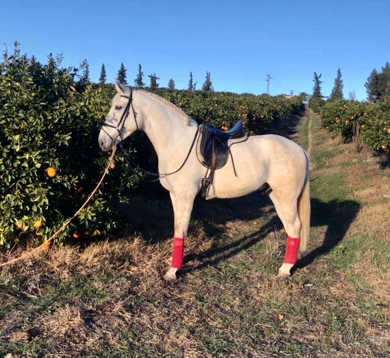 Caballo en Venta