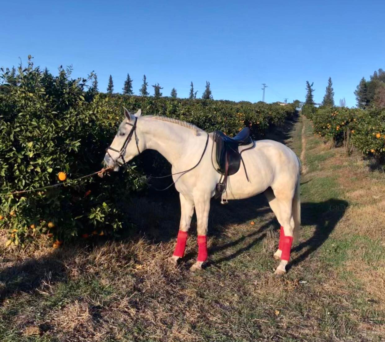 Caballo en Venta