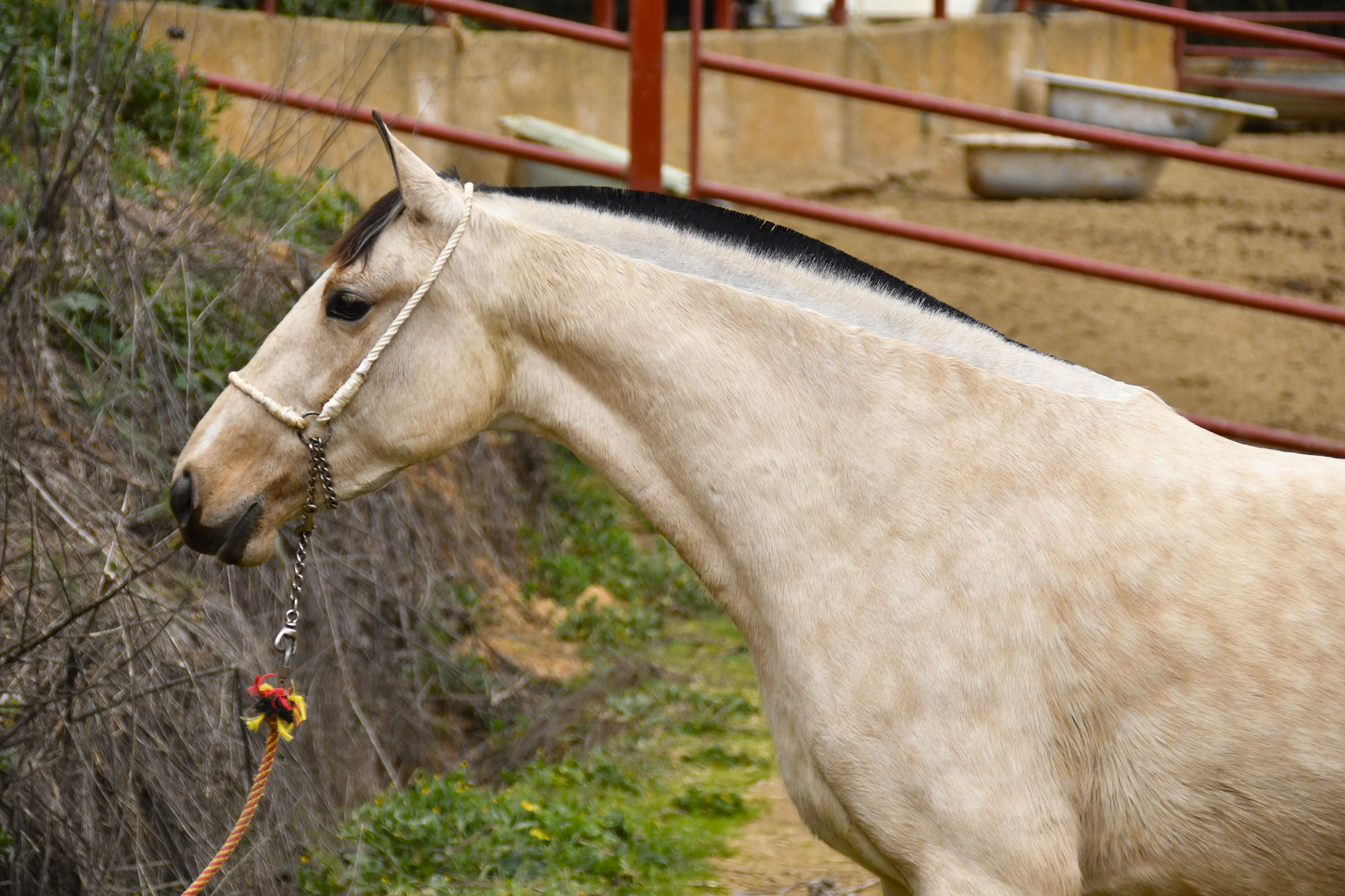 Comprar Caballo