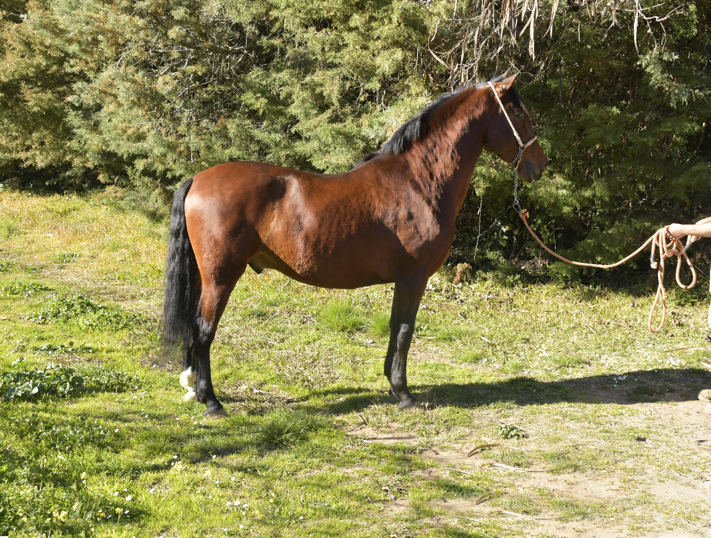 Listado de Caballos en Venta