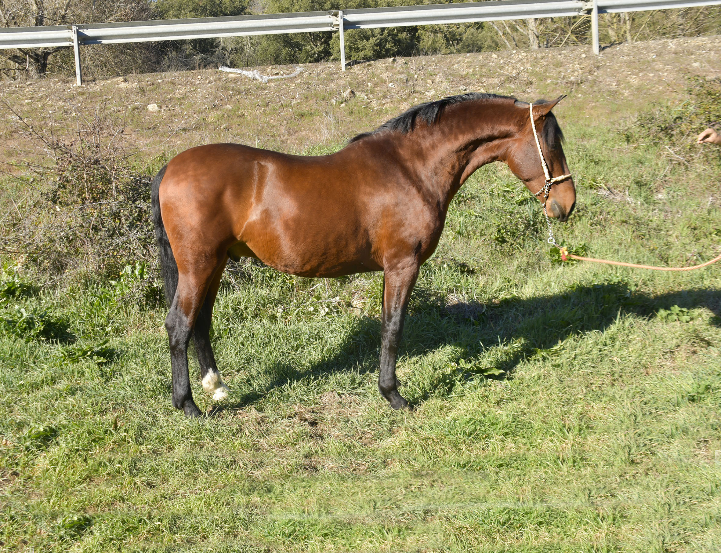 Listado de Caballos en Venta