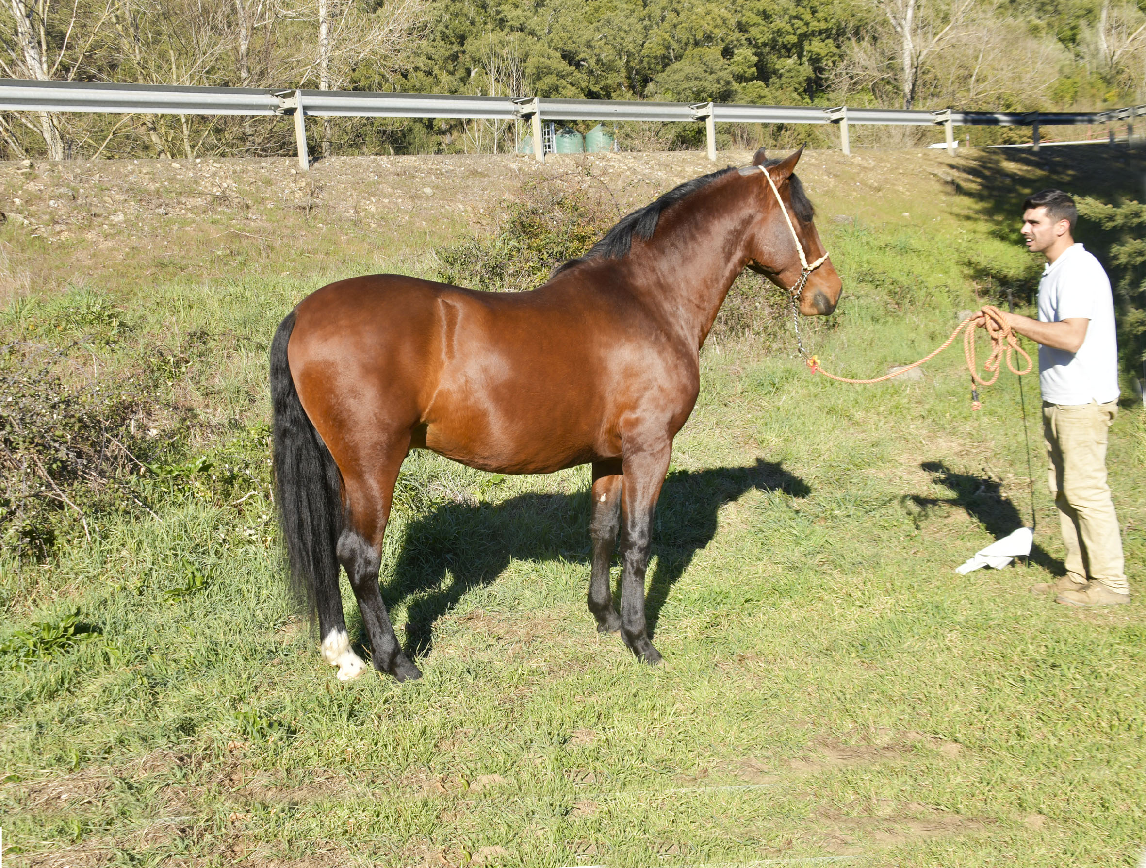 Caballo en Venta