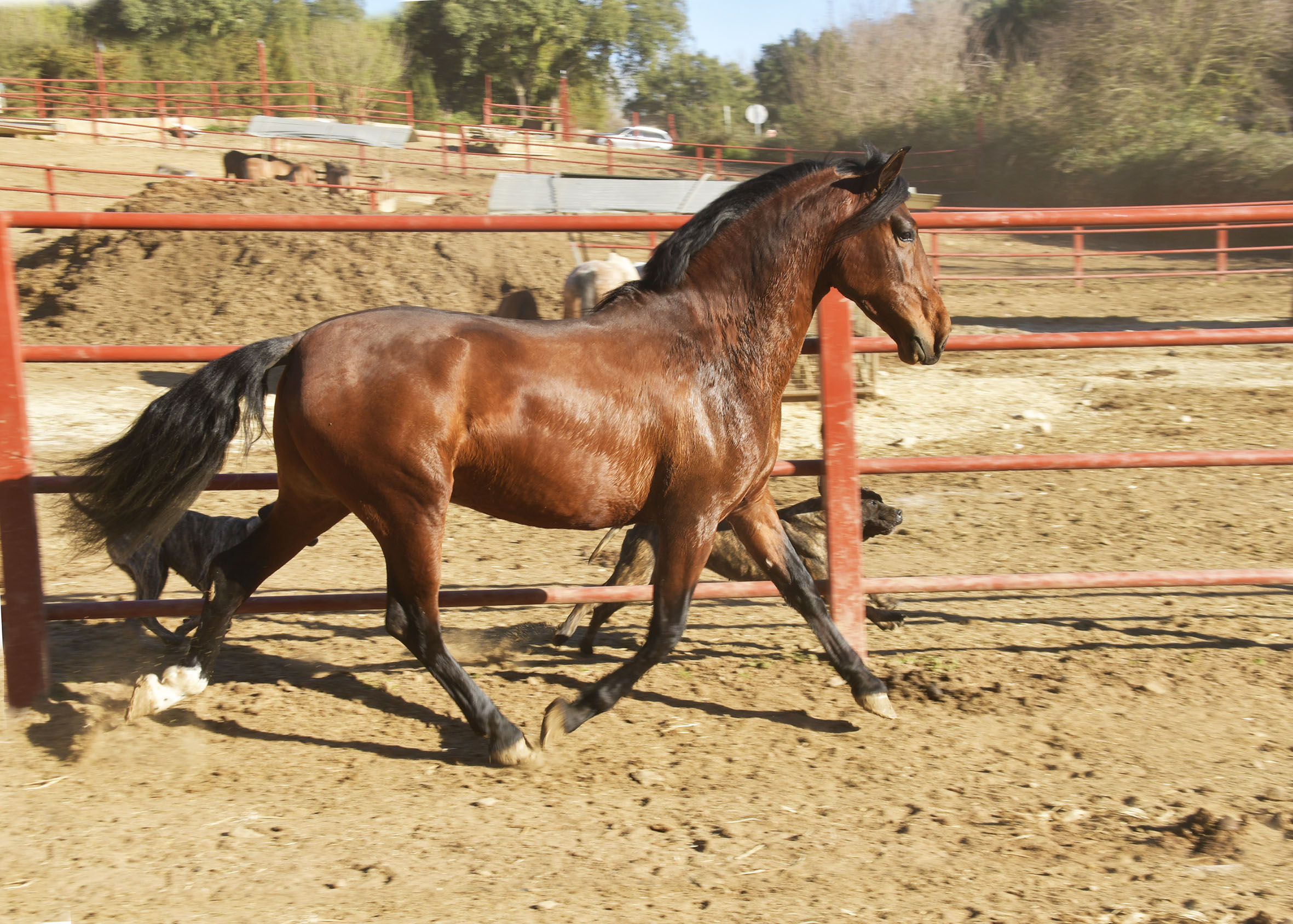 Listado de Caballos en Venta