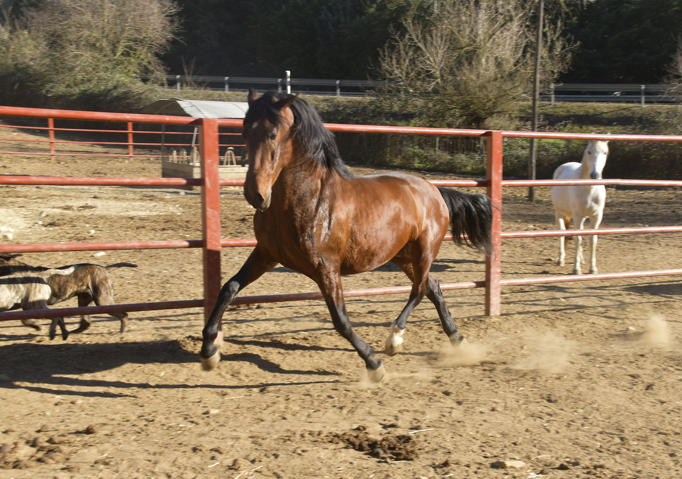 Listado de Caballos en Venta