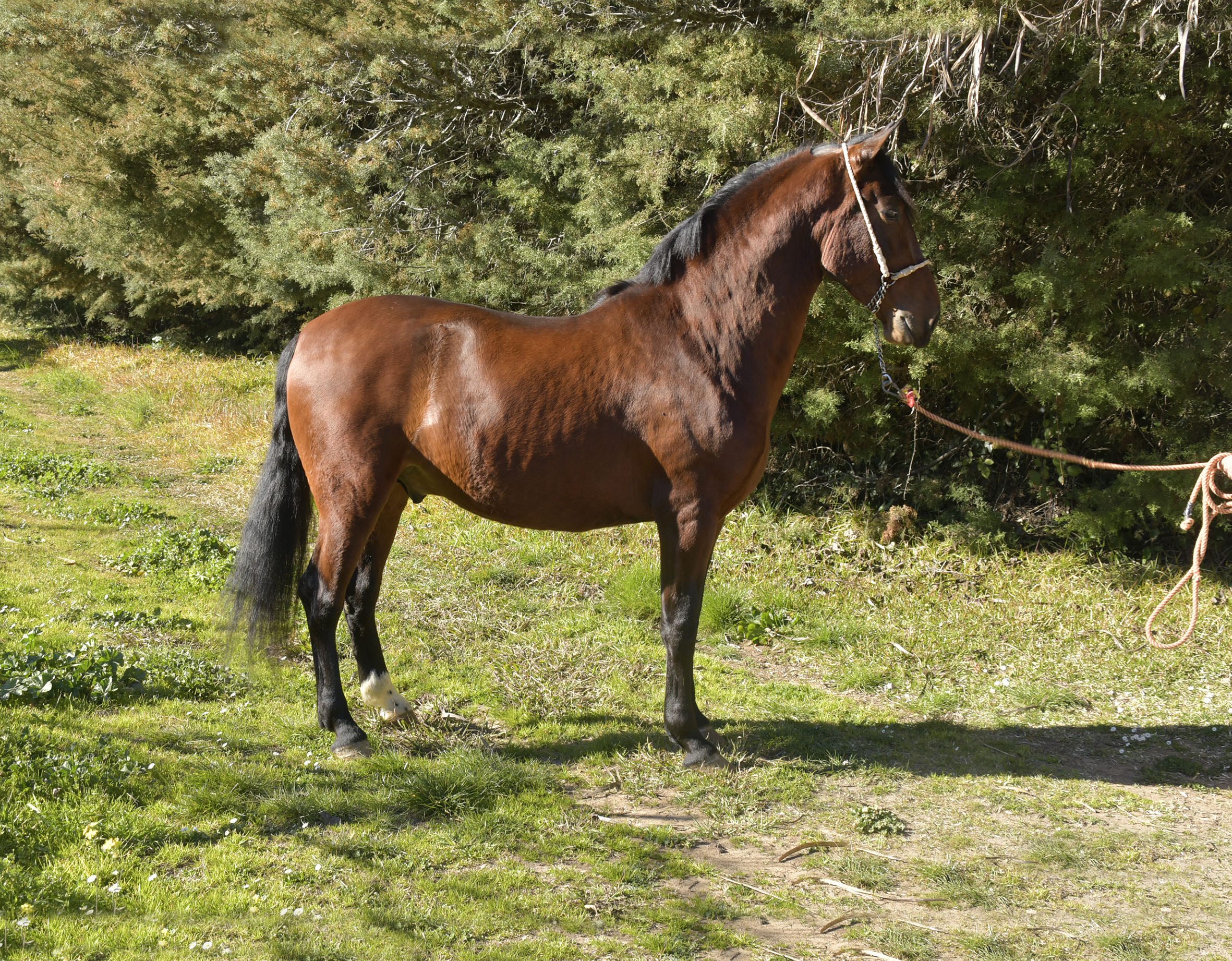 Listado de Caballos en Venta