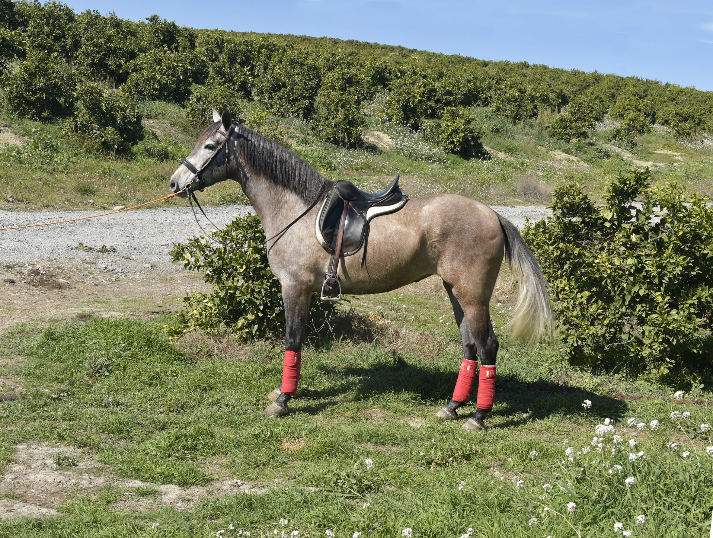 Caballo en Venta