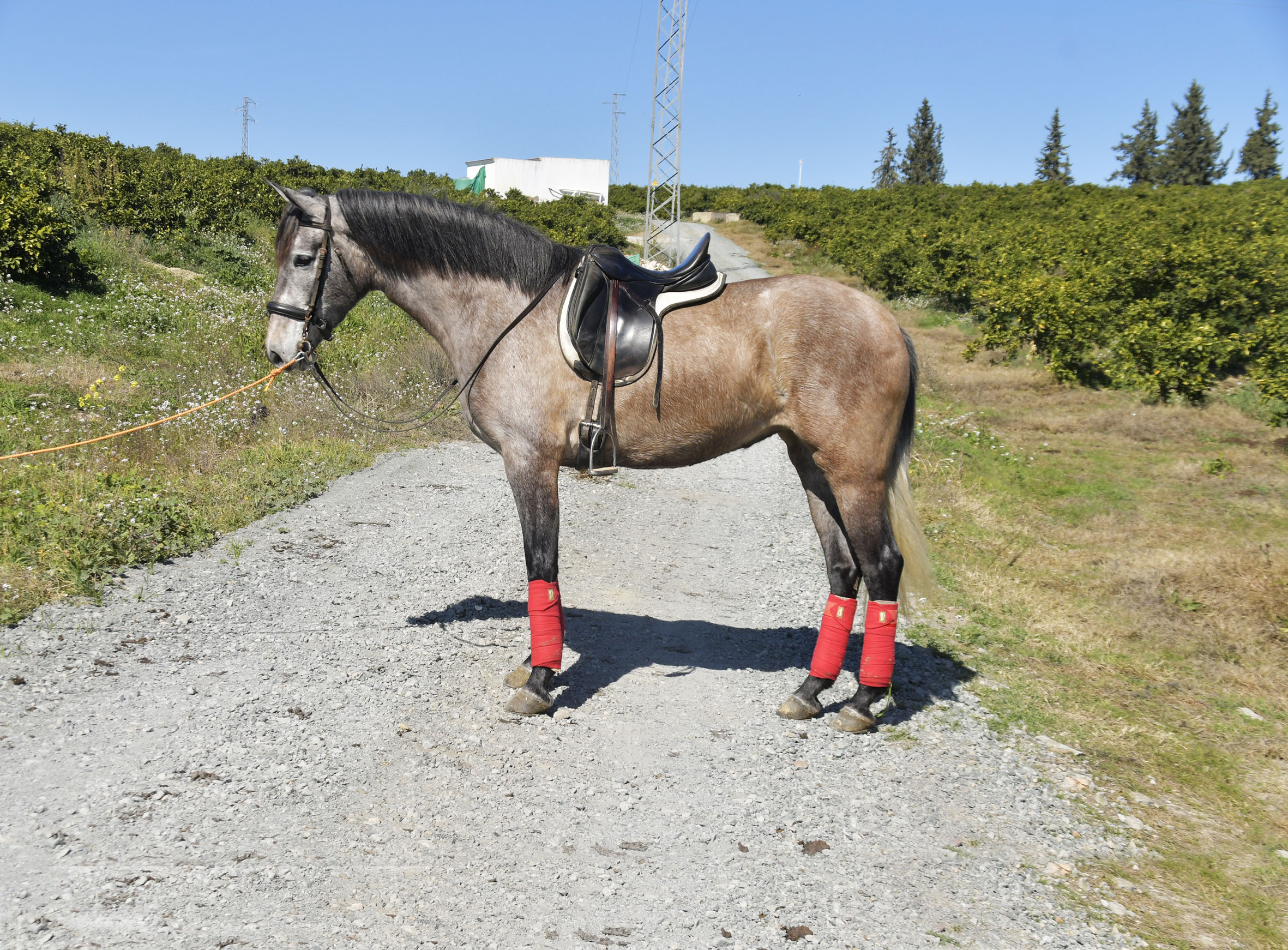 Caballo en Venta