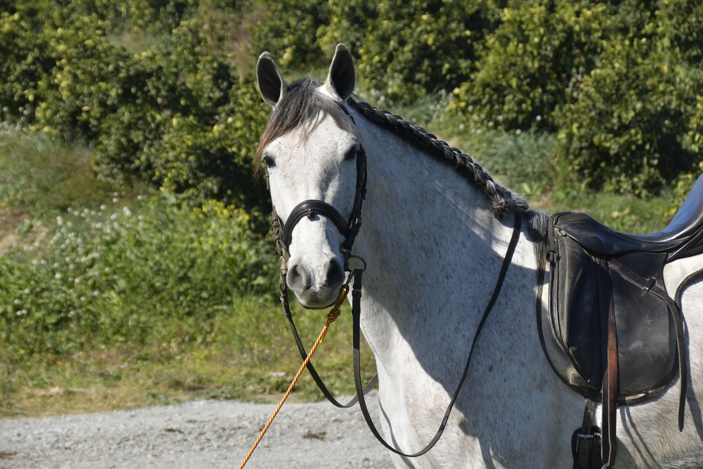 Caballo en Venta