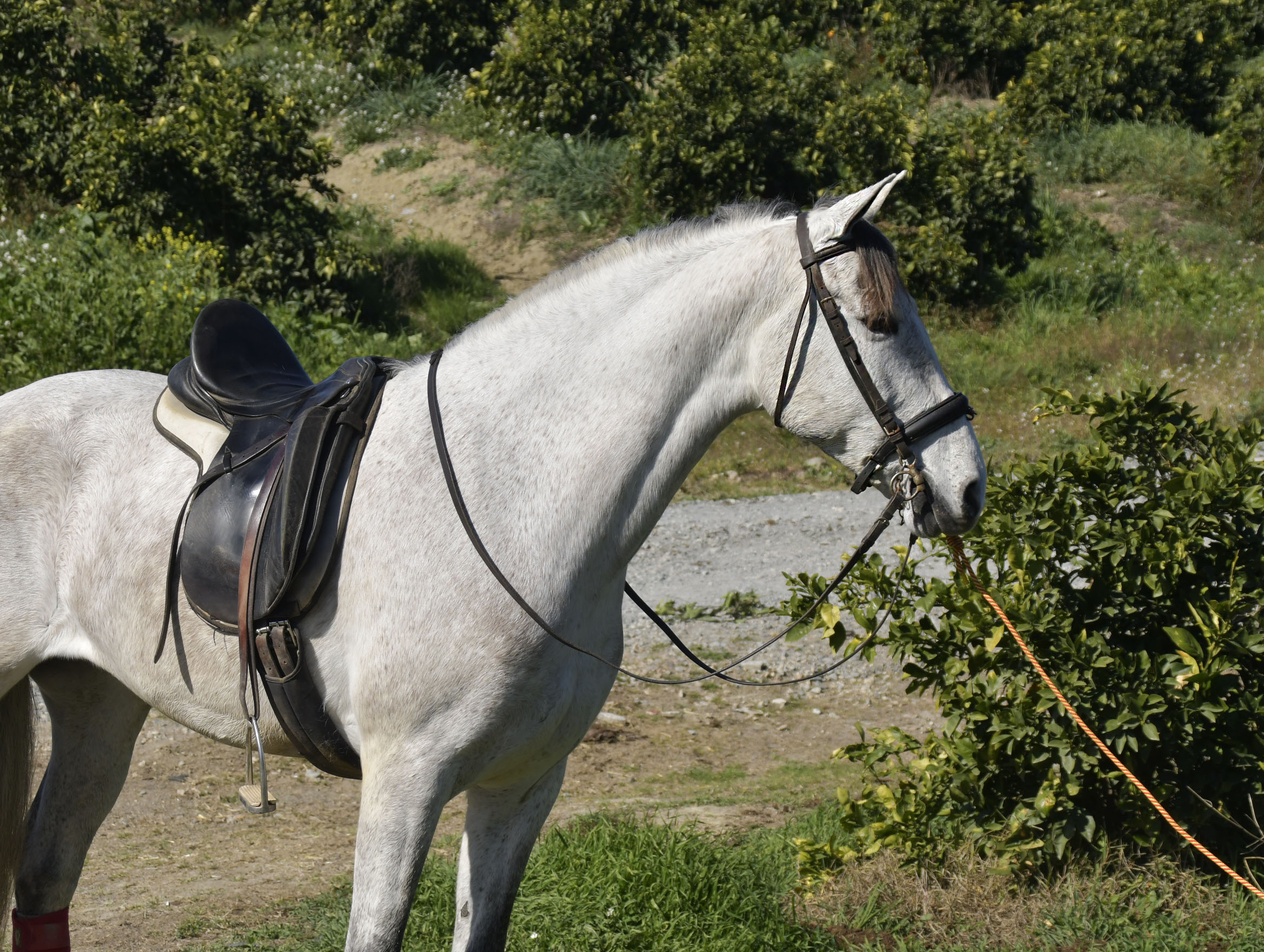 Caballo en Venta