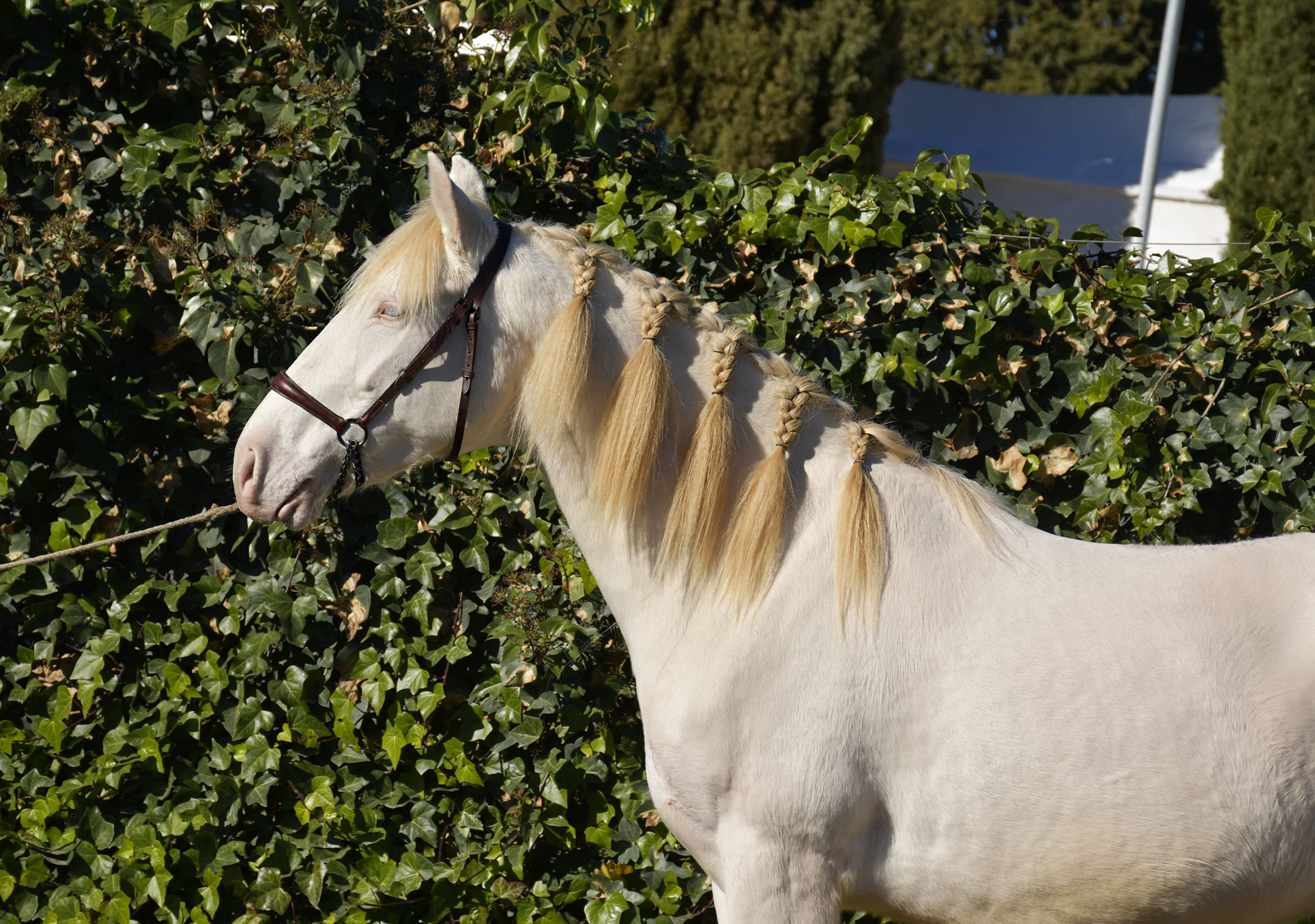 Caballo en Venta