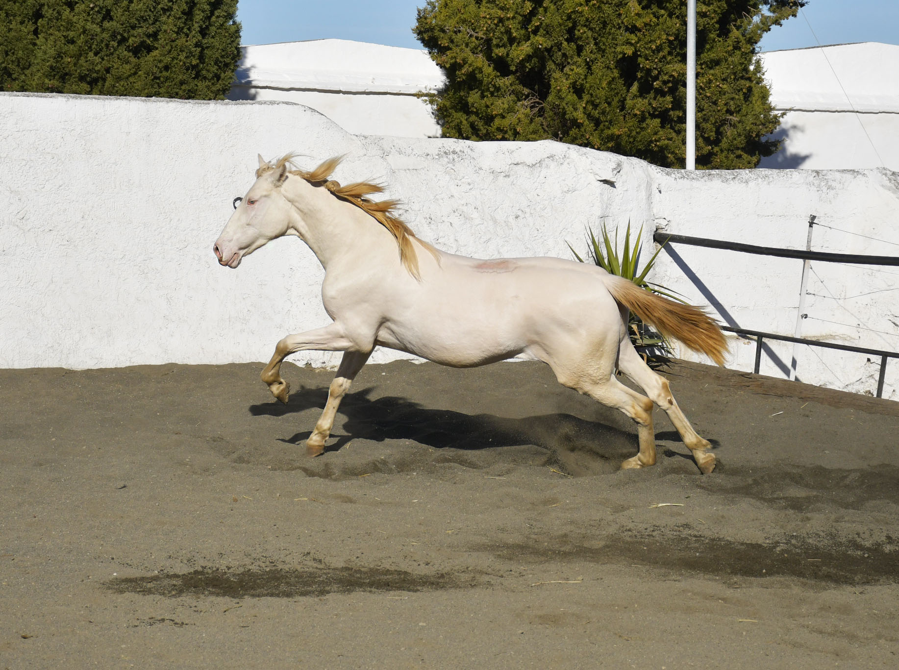Caballo en Venta