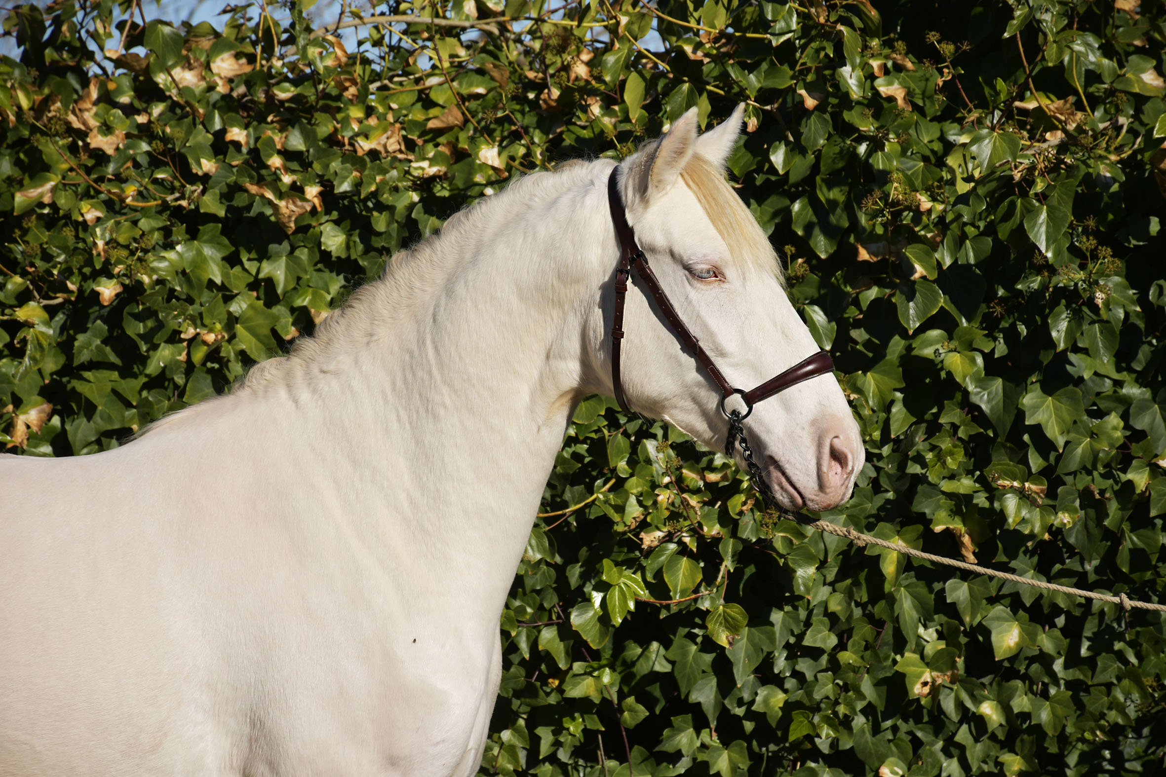 Caballo en Venta