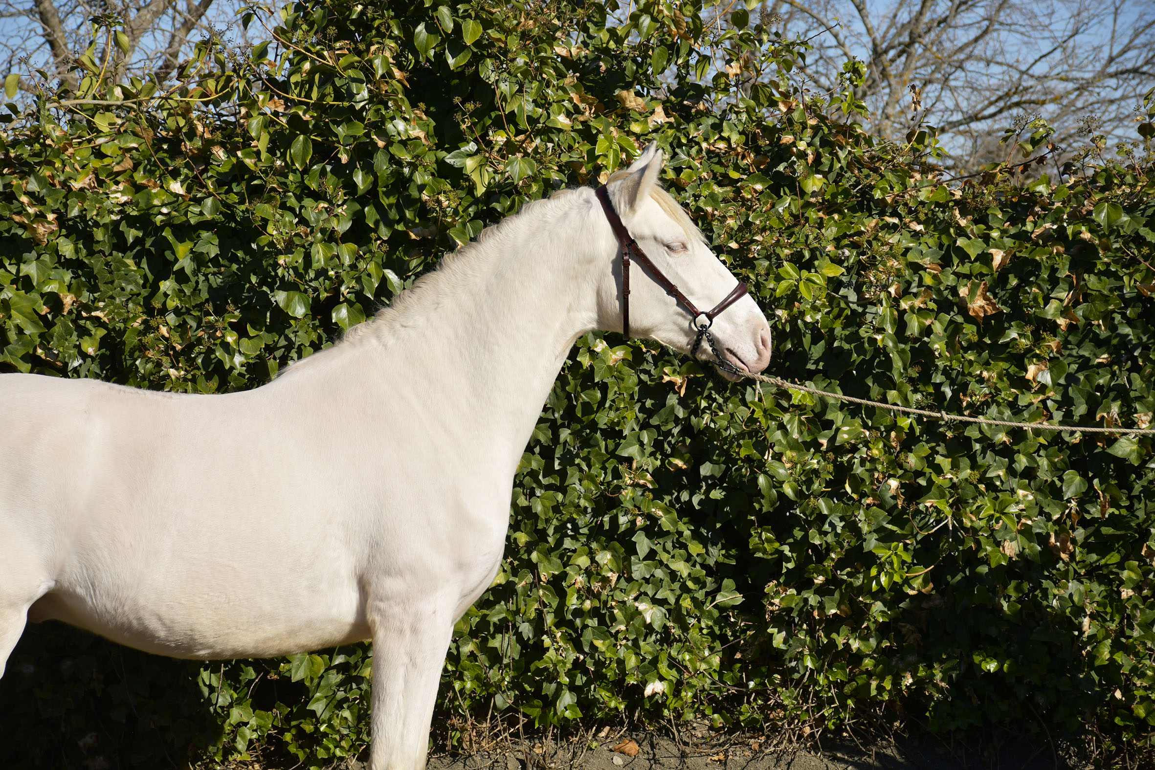 Caballo en Venta