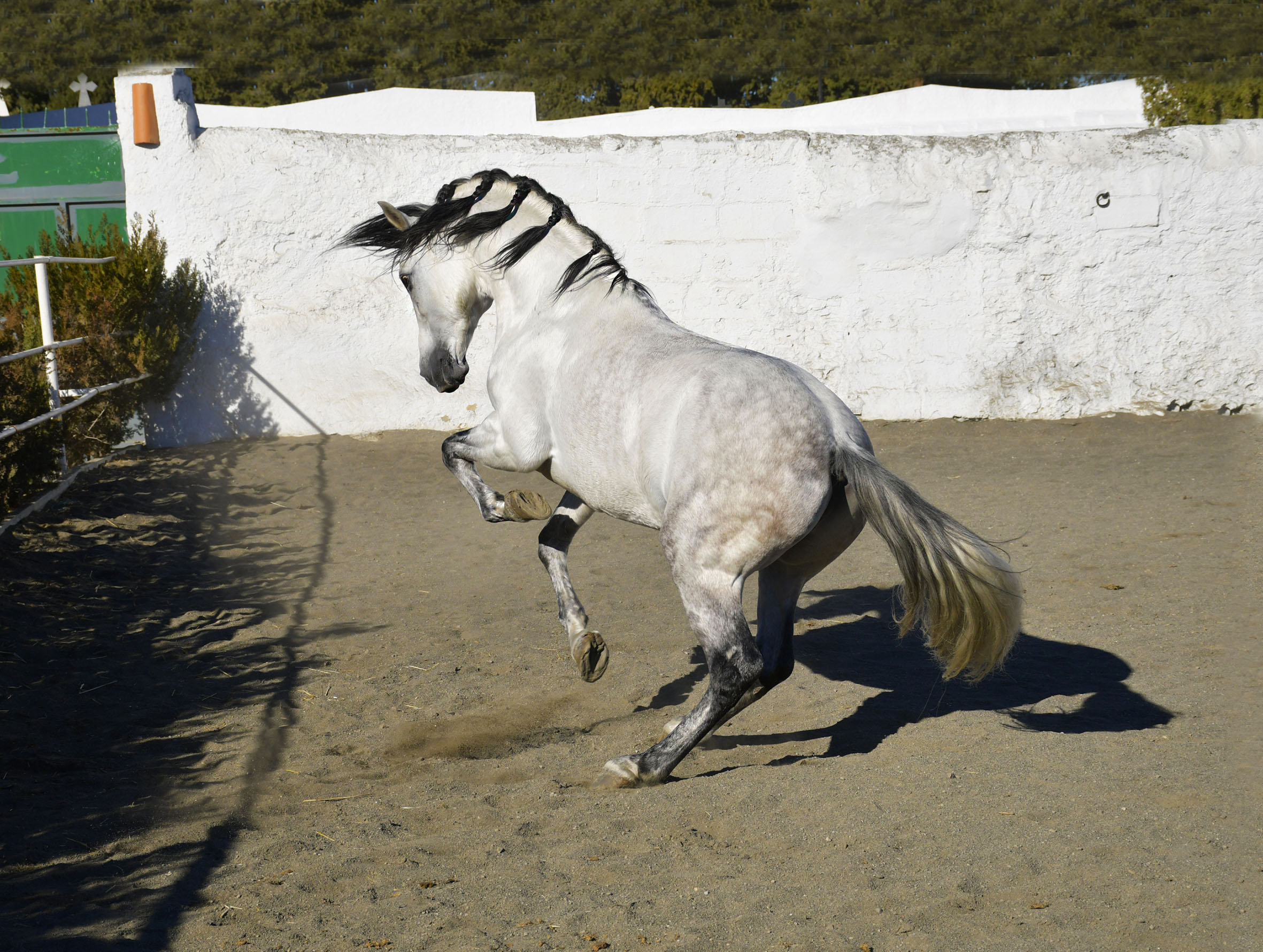 Listado de Caballos en Venta