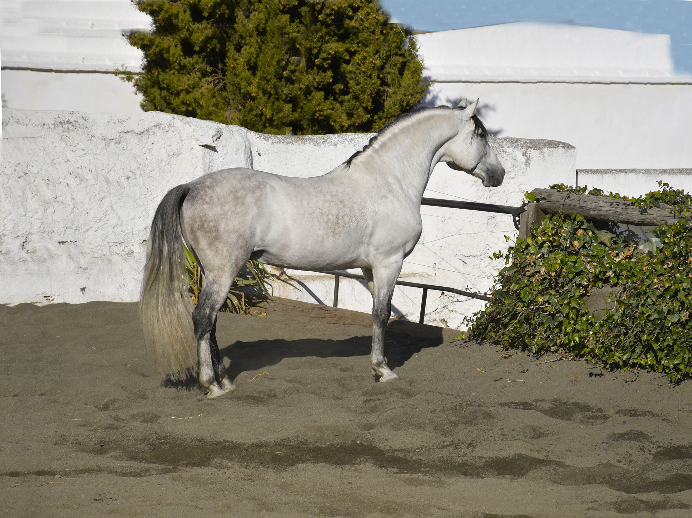 Listado de Caballos en Venta