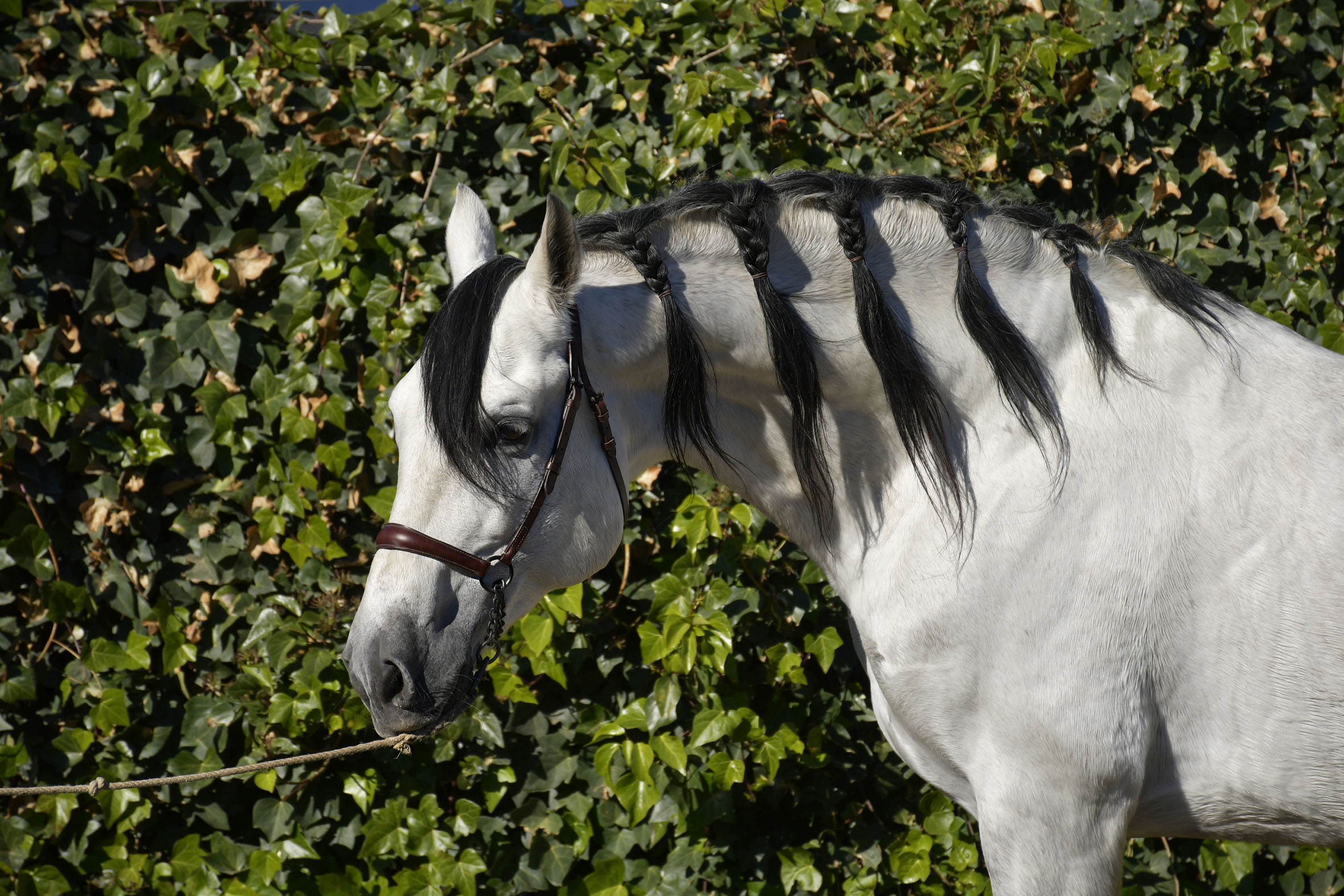 Listado de Caballos en Venta