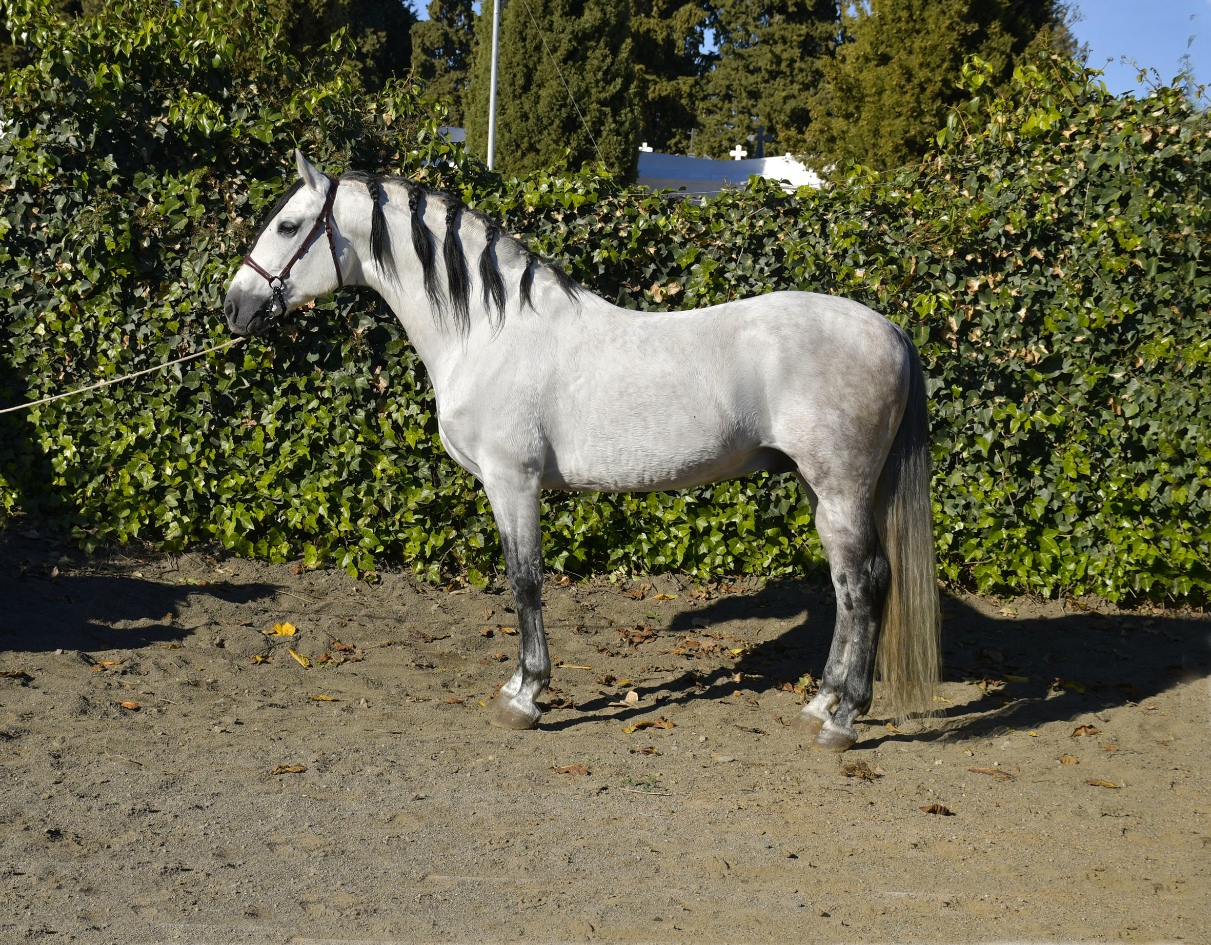 Caballo en Venta