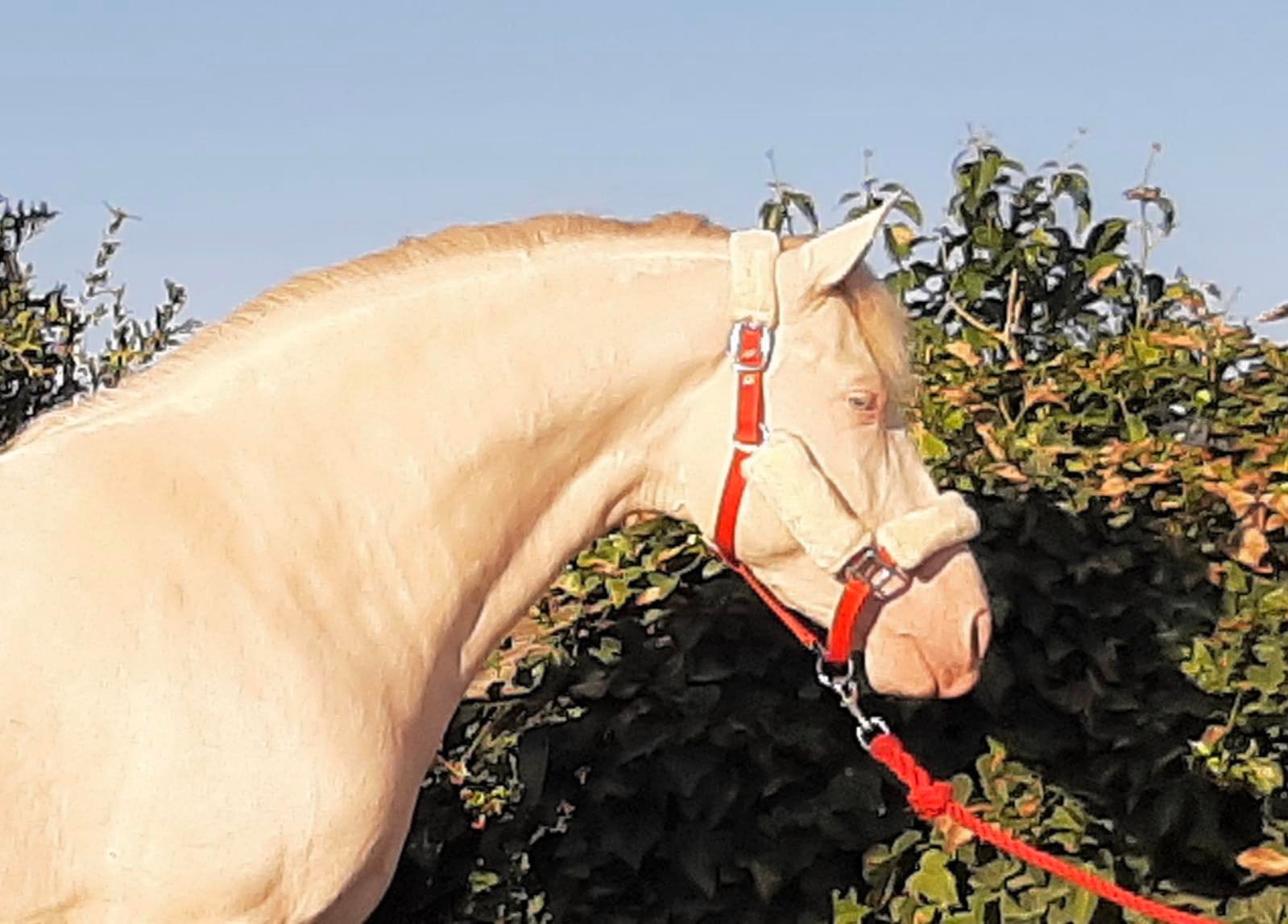 Caballo en Venta
