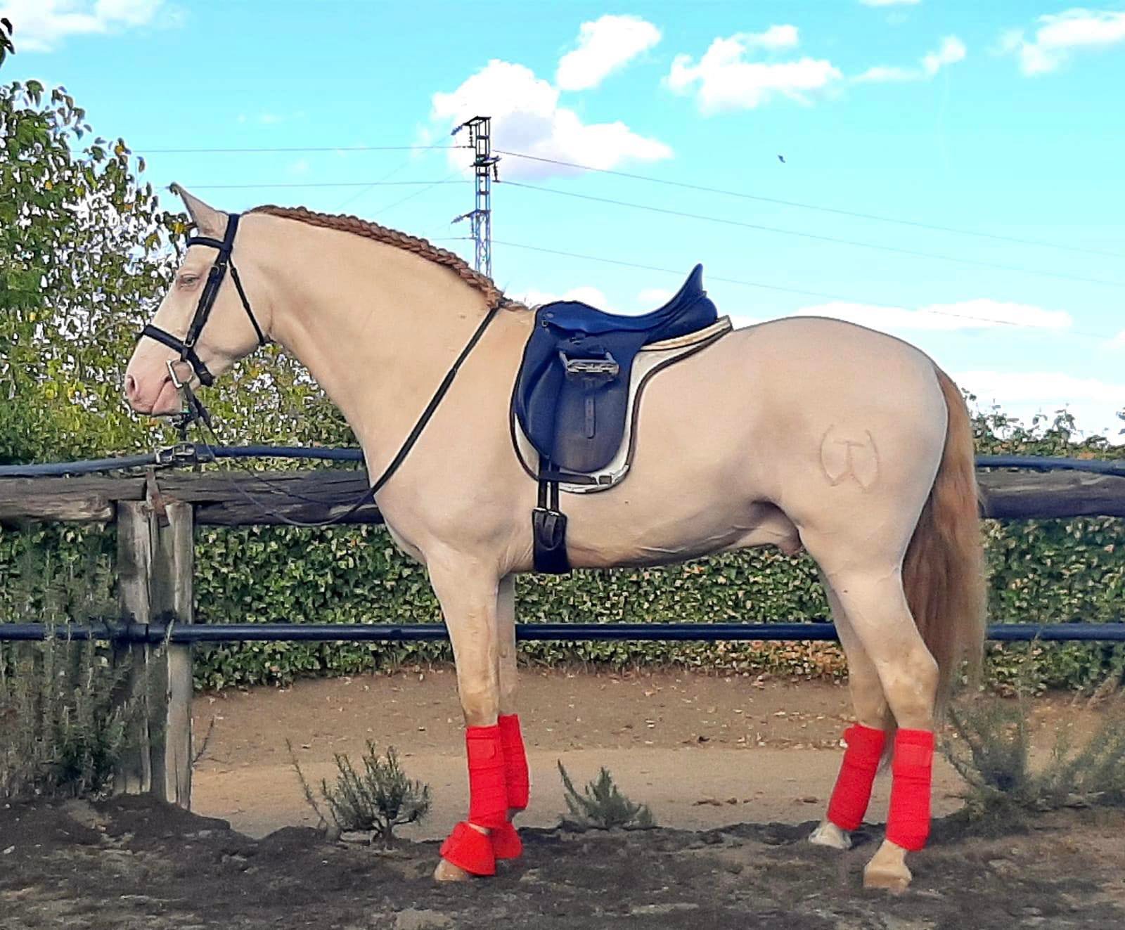 Caballo en Venta