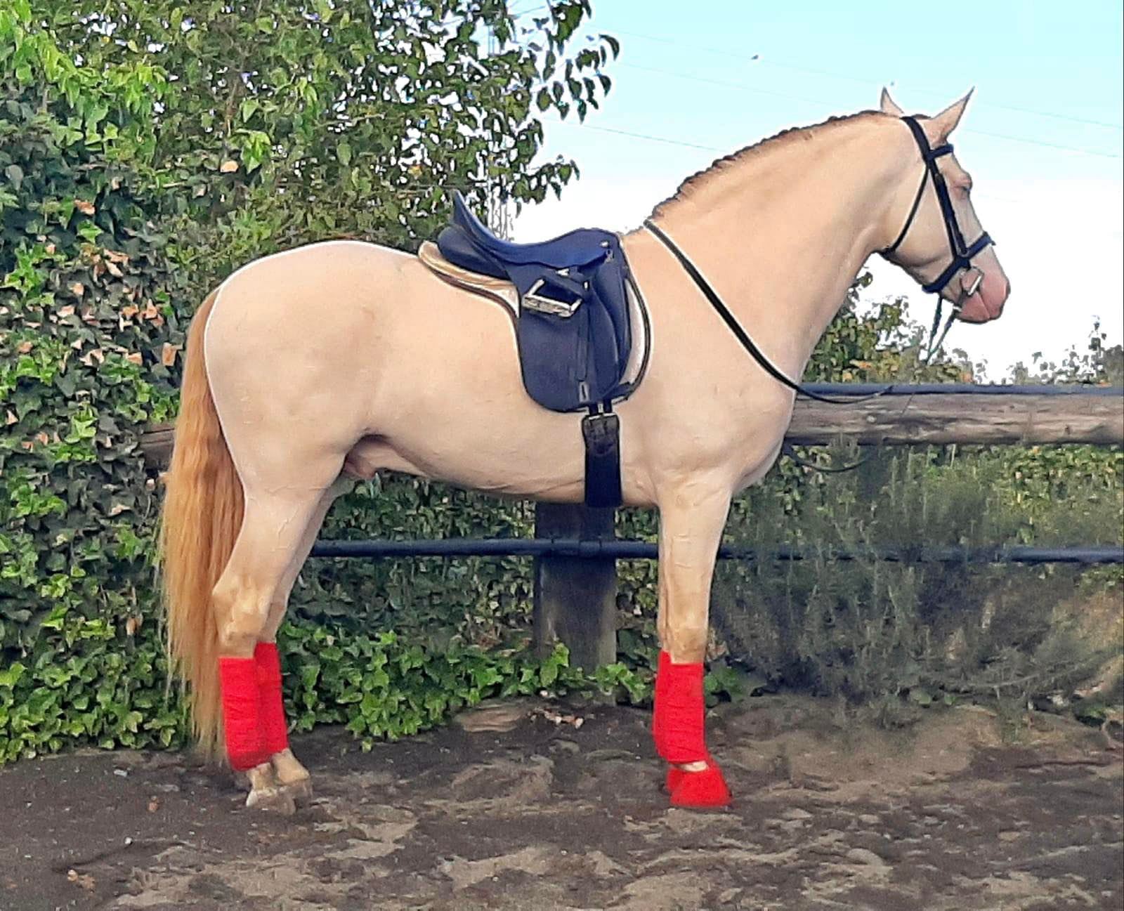 Caballo en Venta
