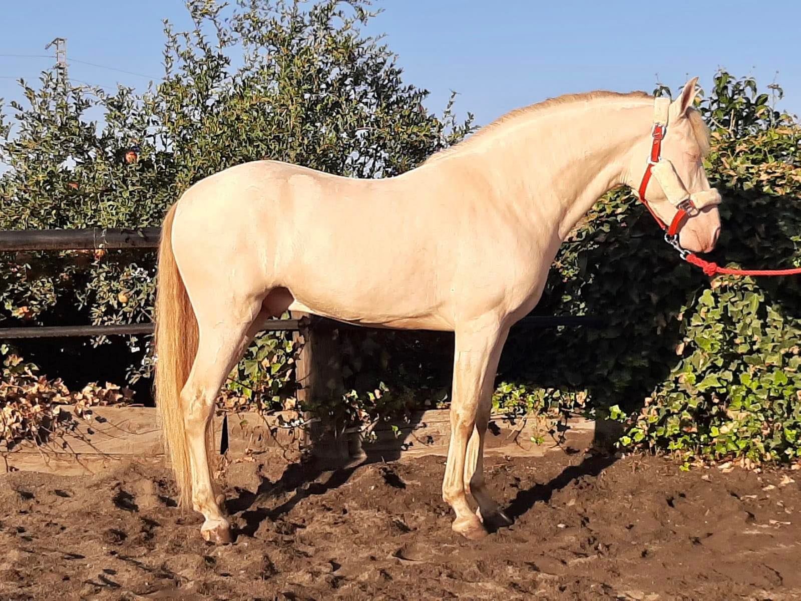 Listado de Caballos en Venta