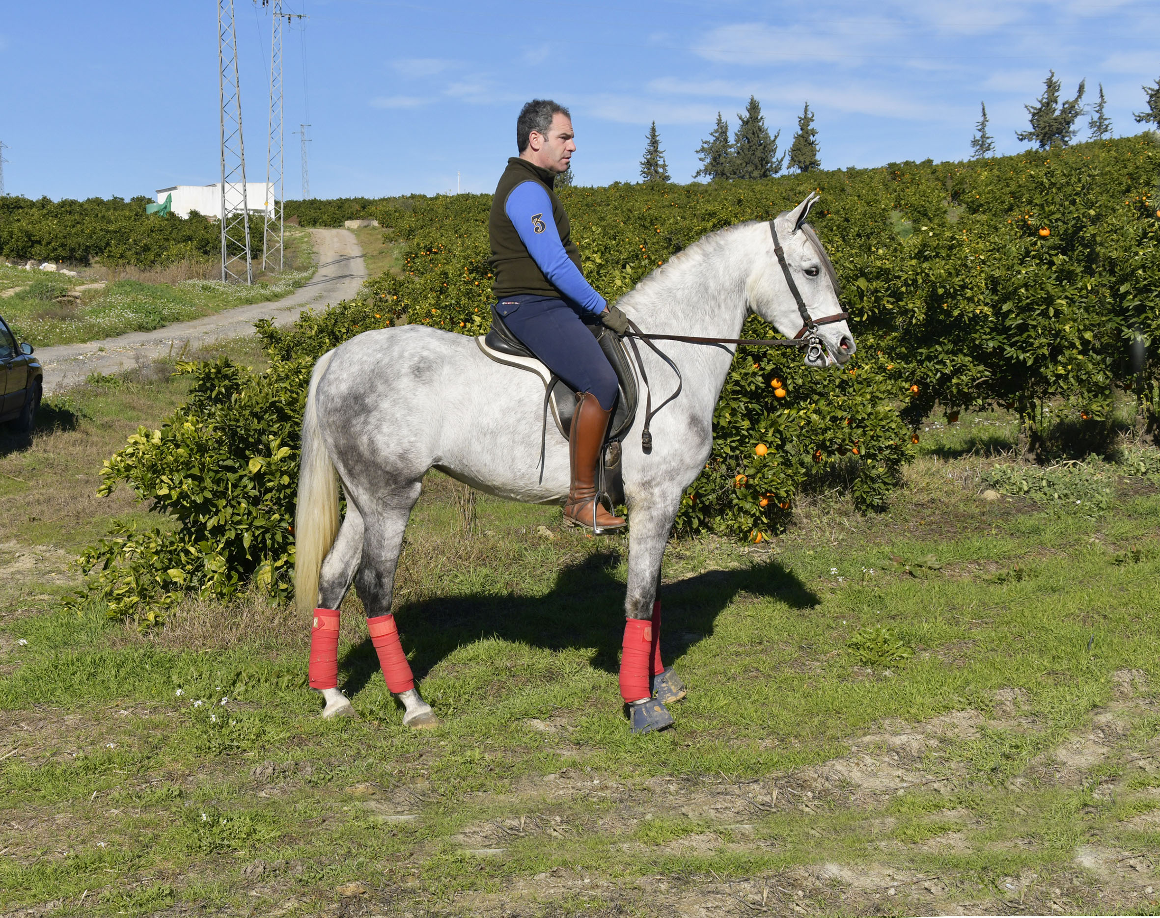 Caballo en Venta