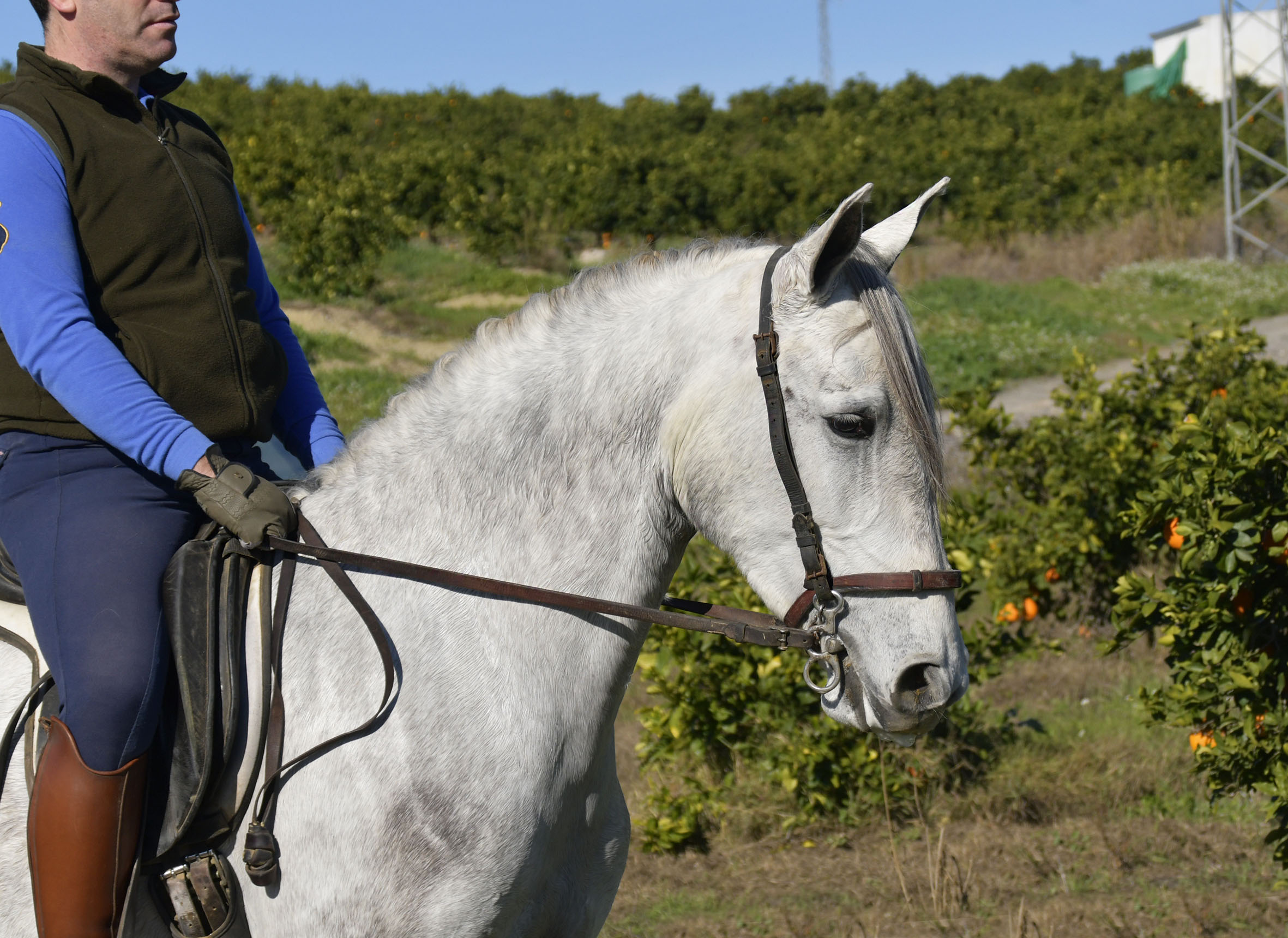 Caballo en Venta