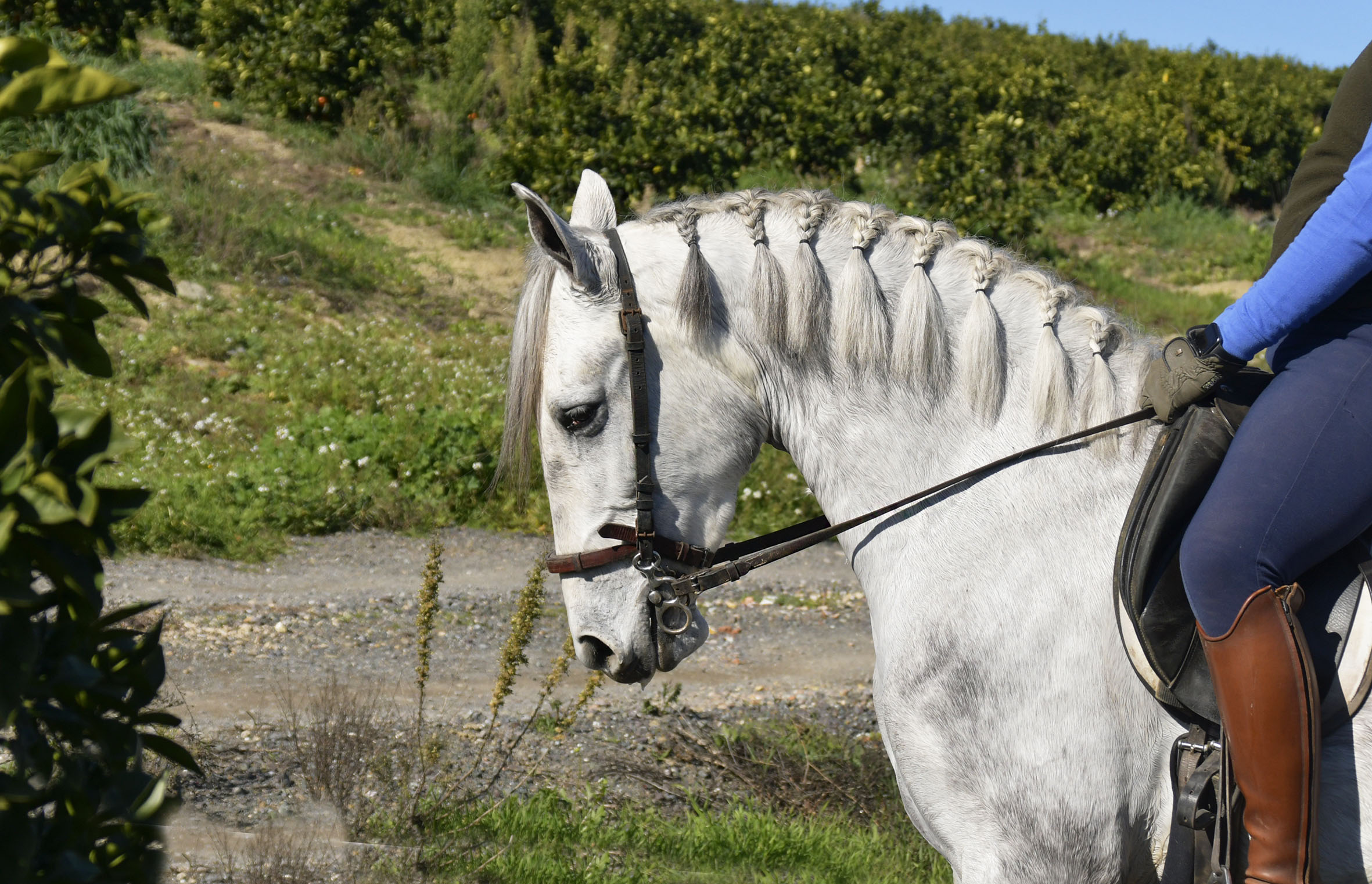 Caballo en Venta
