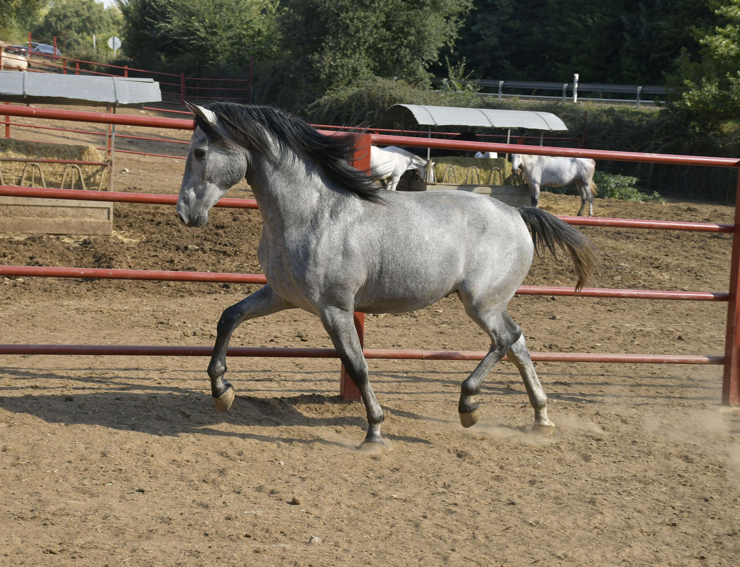 Listado de Caballos en Venta