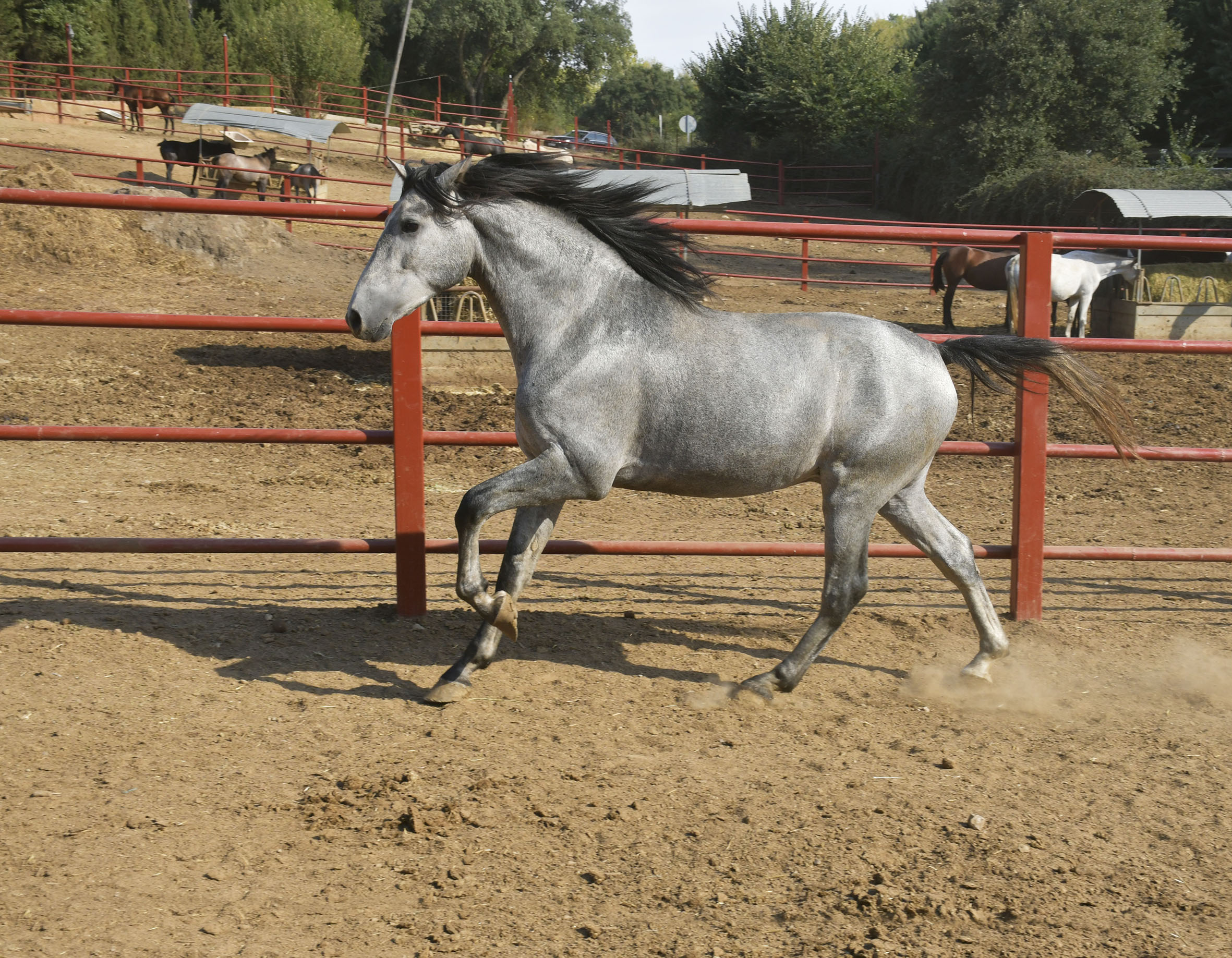 Listado de Caballos en Venta