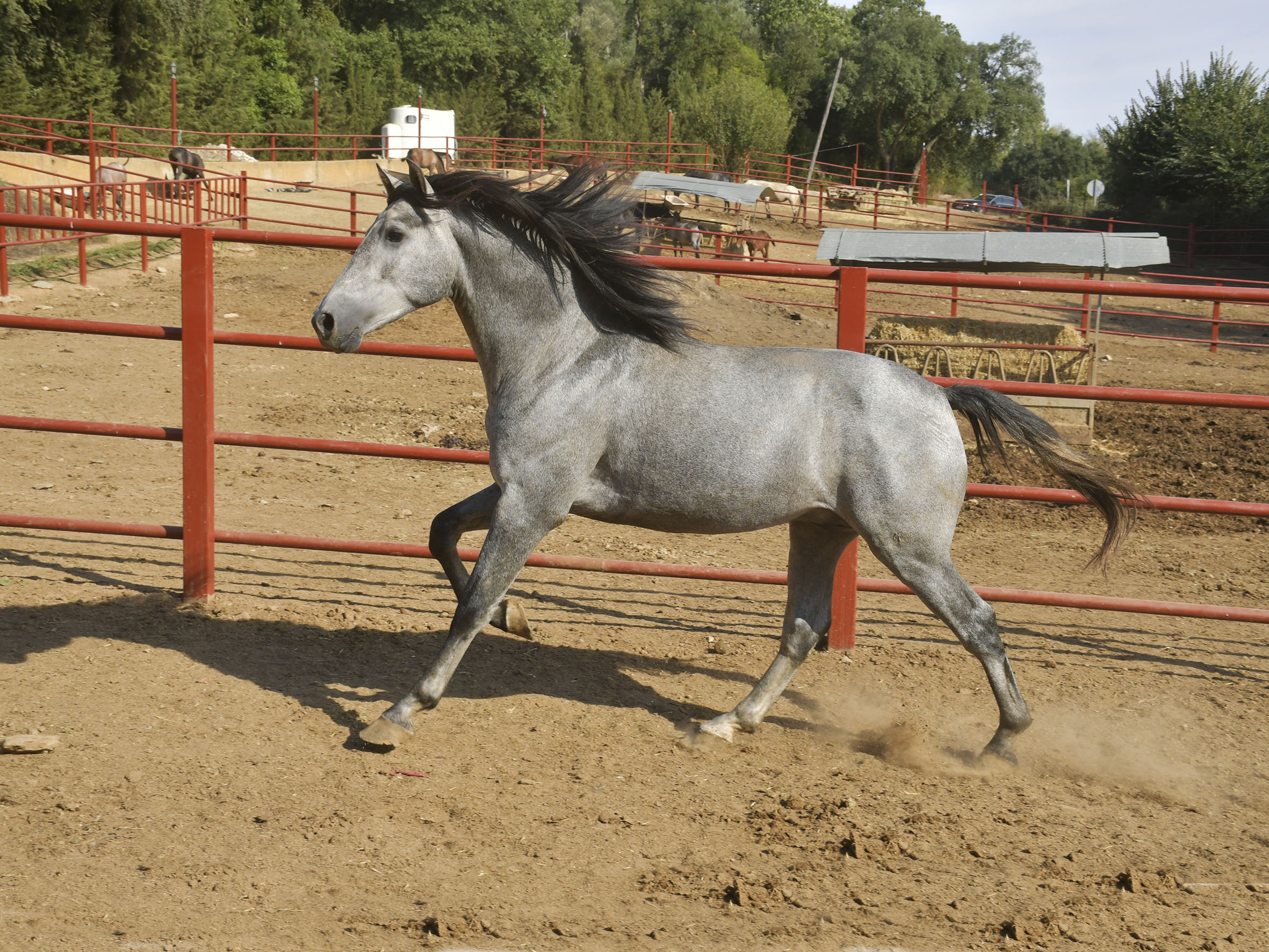 Listado de Caballos en Venta