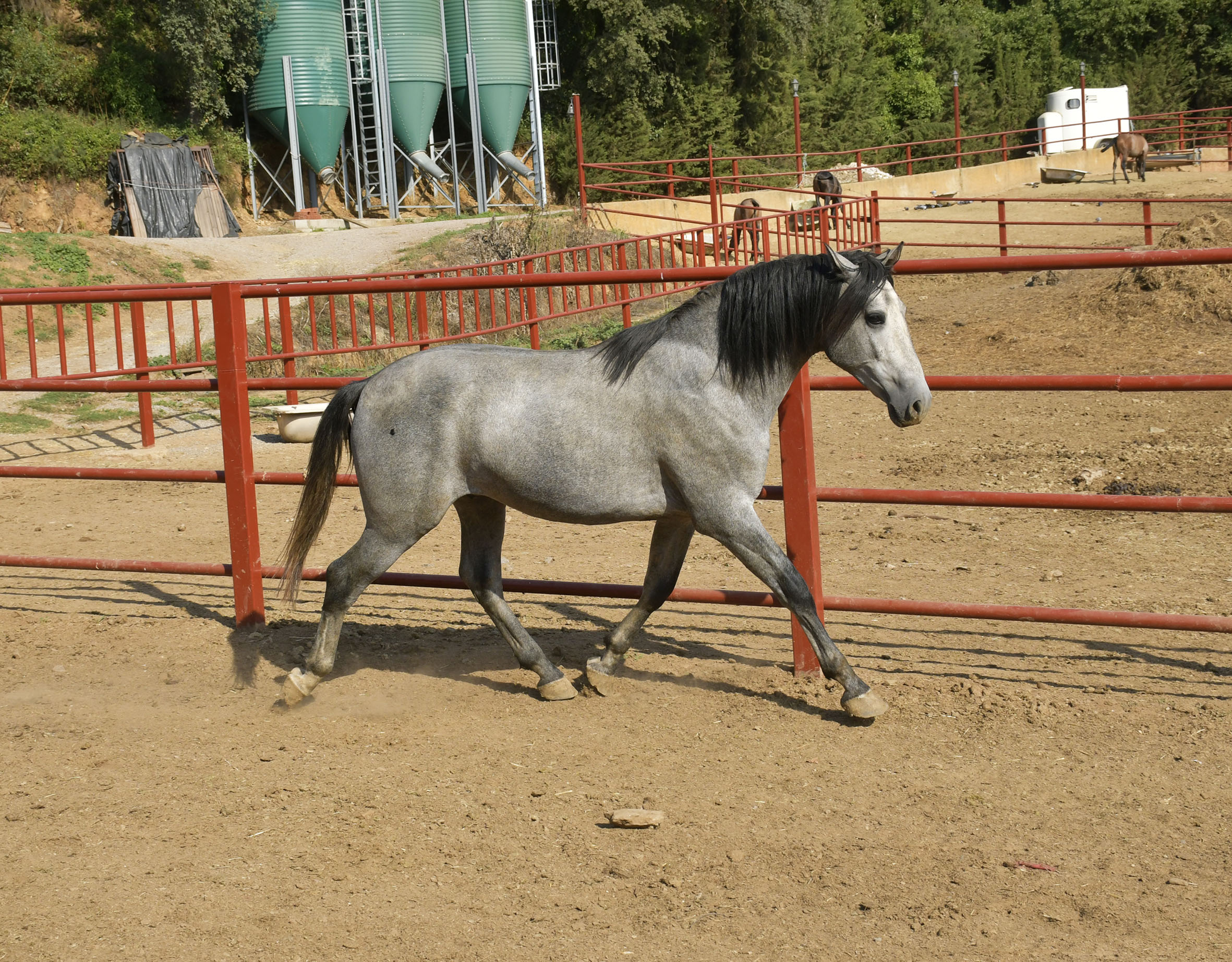 Listado de Caballos en Venta