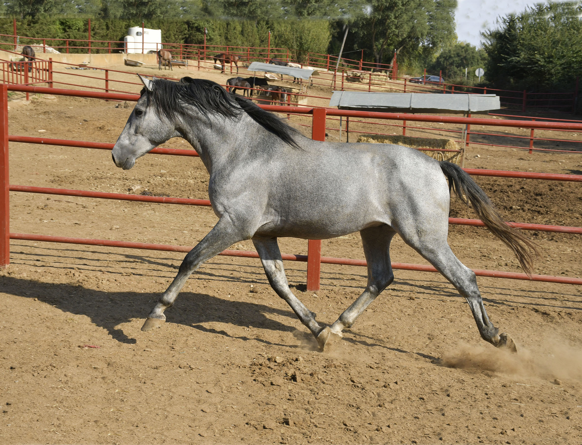 Listado de Caballos en Venta