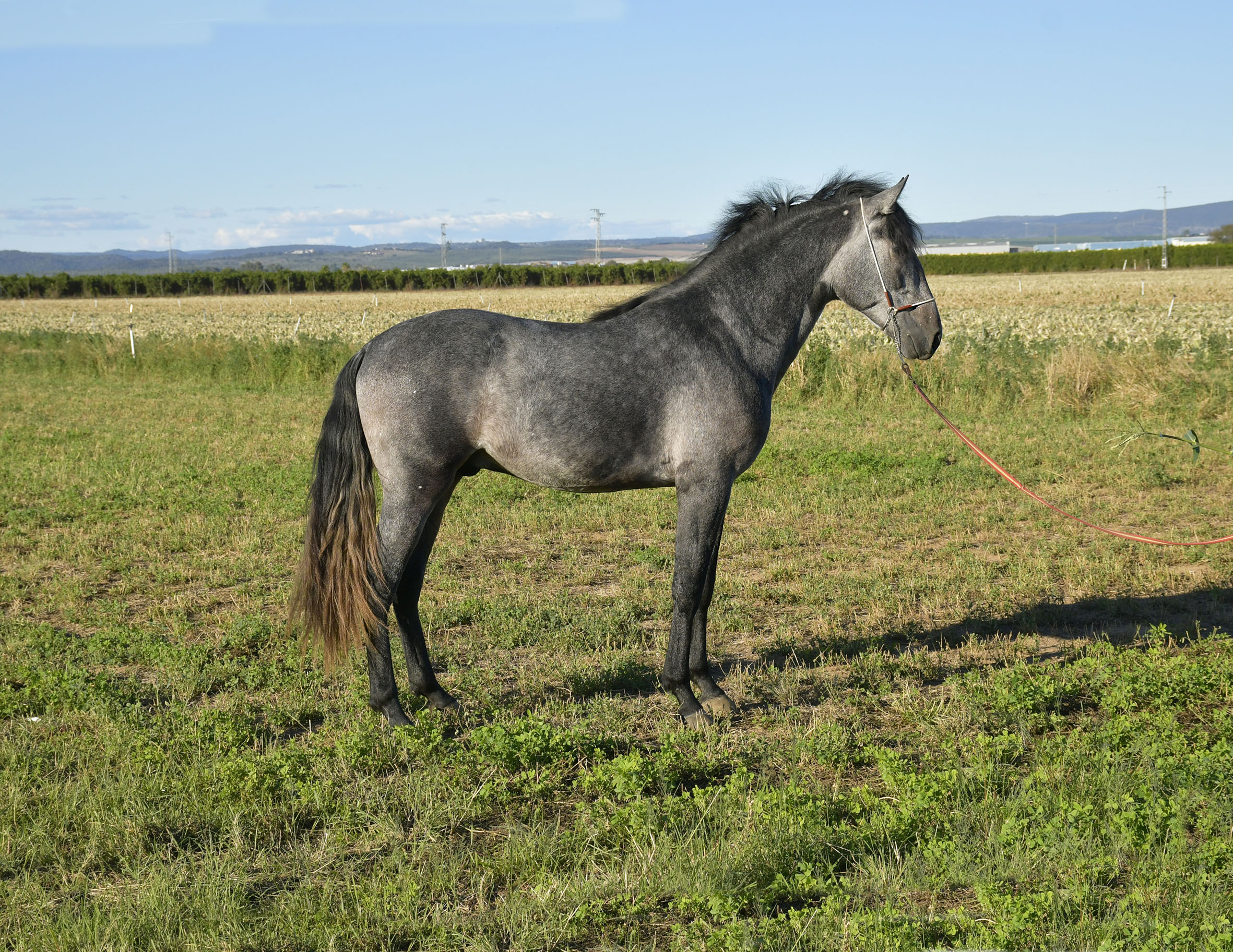 Comprar Caballo