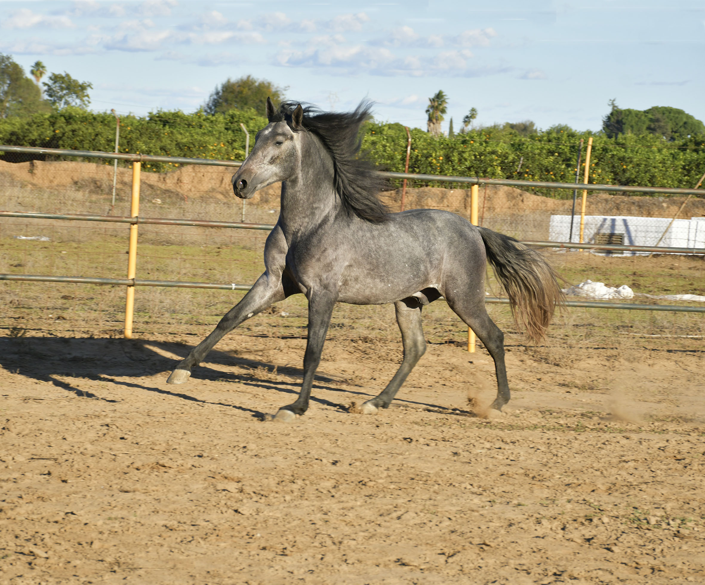 Listado de Caballos en Venta