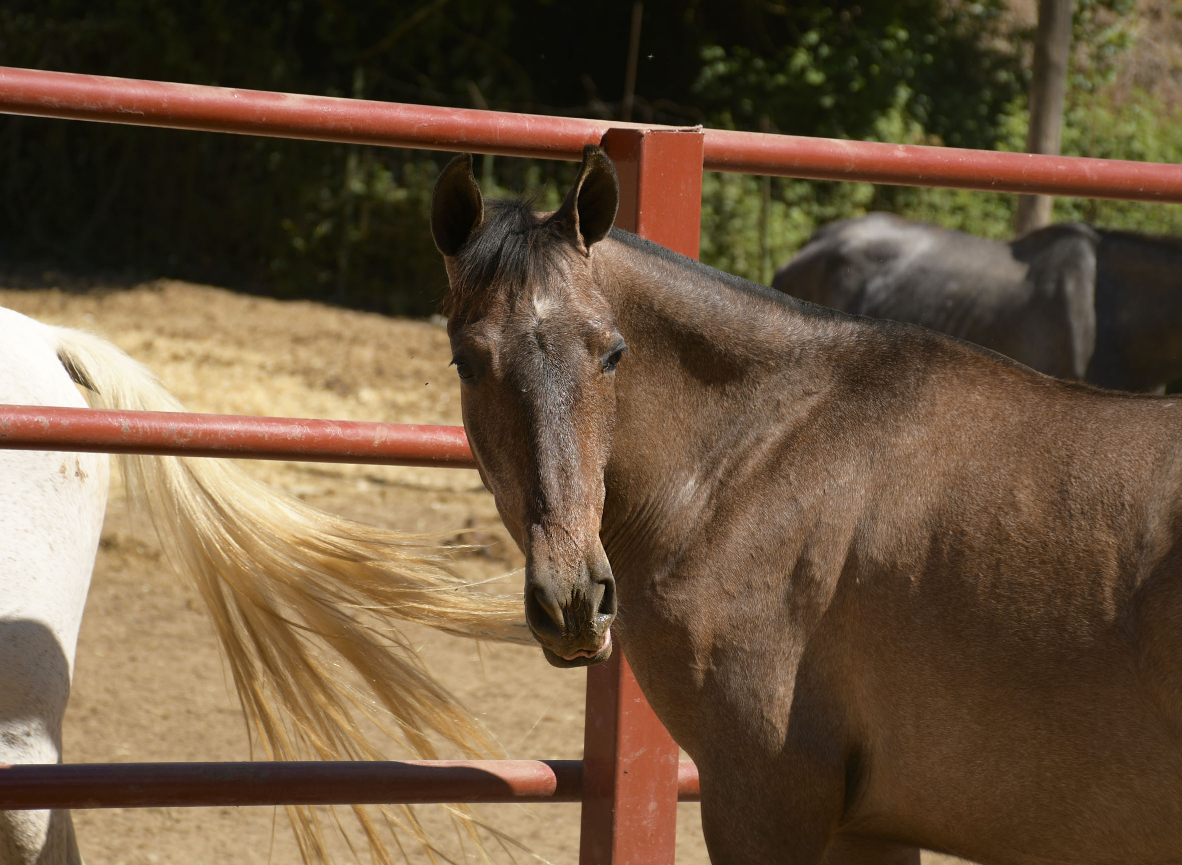 Comprar Caballo