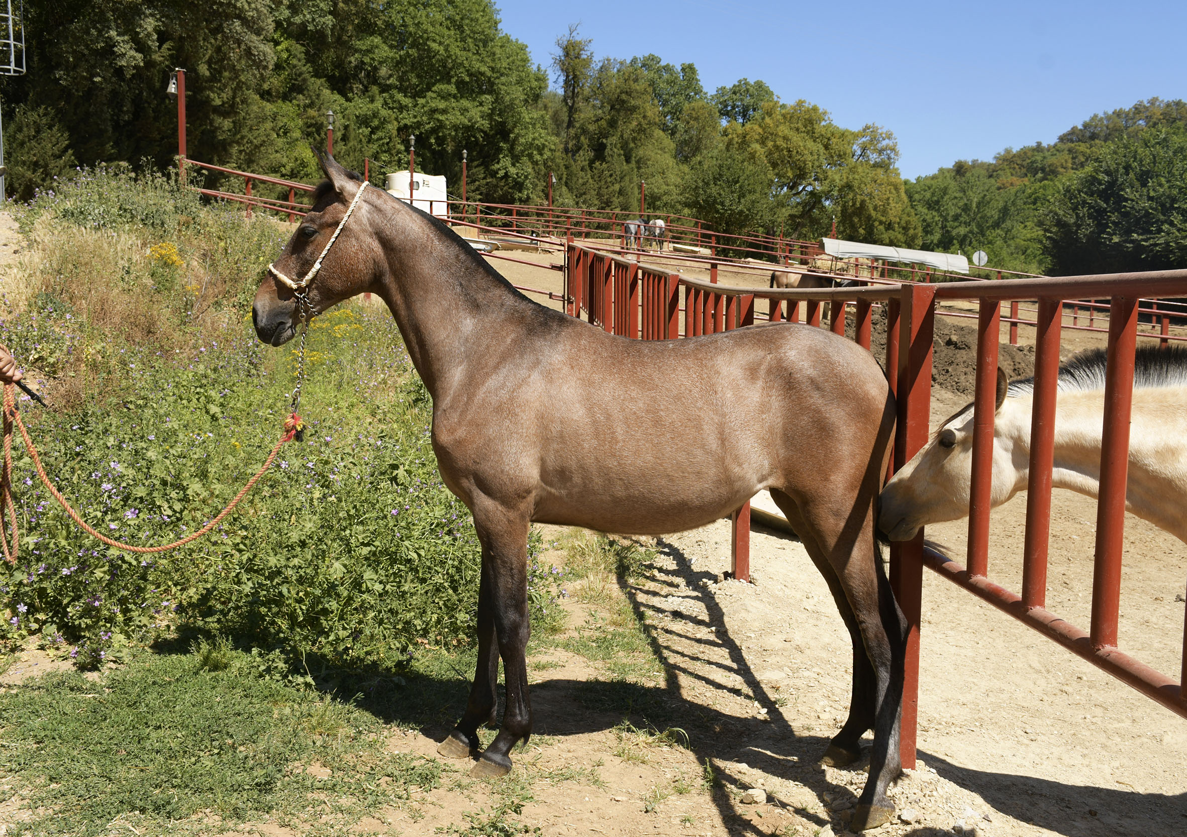 Caballo en Venta