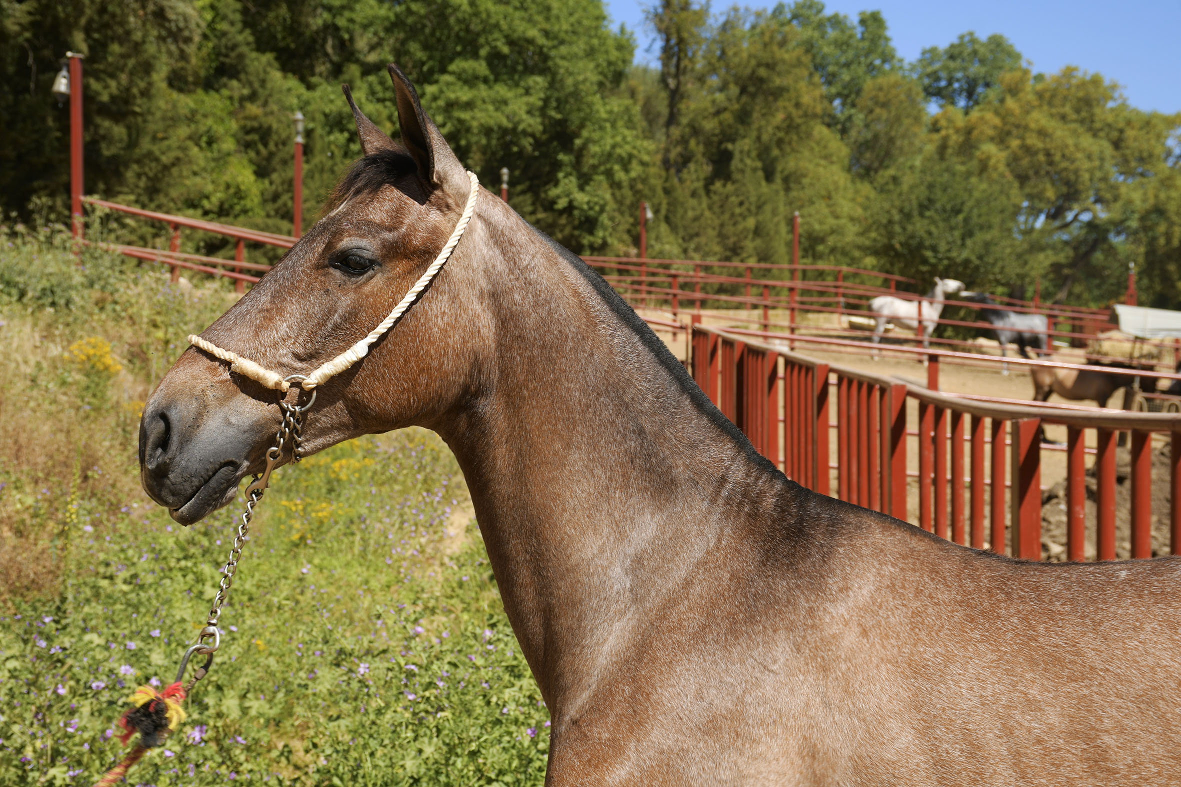 Comprar Caballo