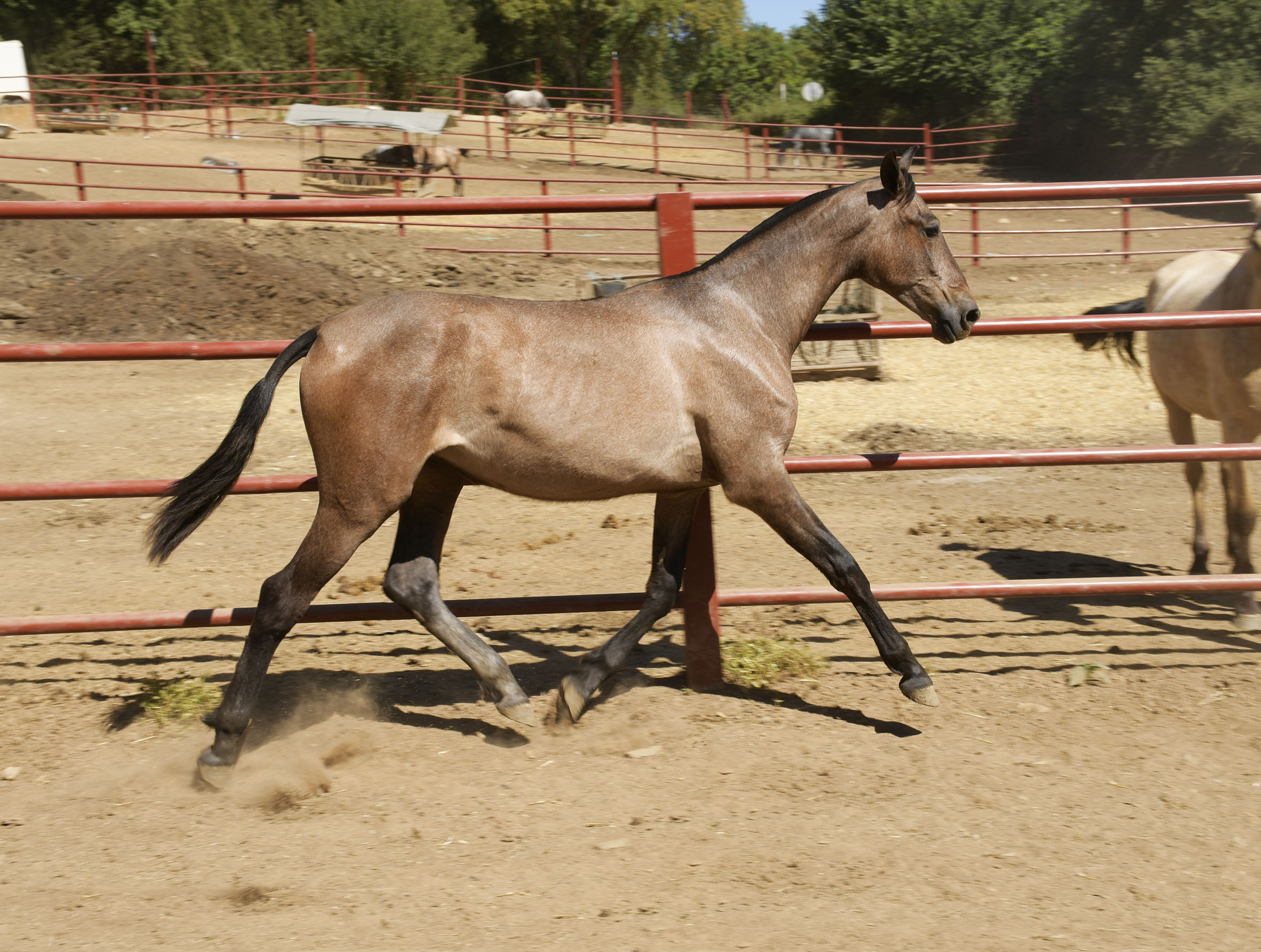 Comprar Caballo