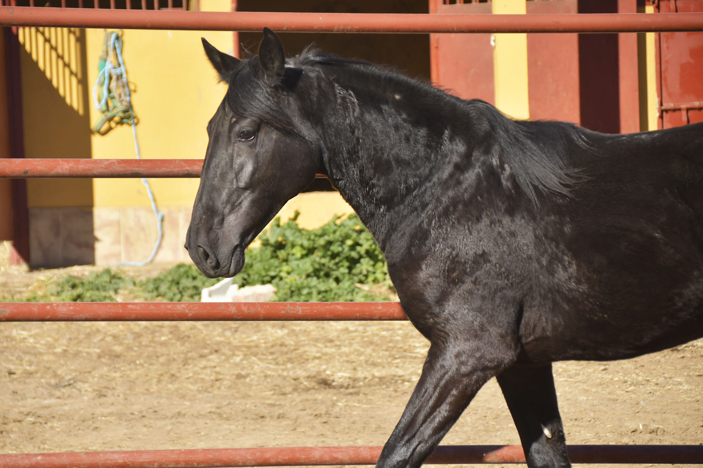 Caballo en Venta