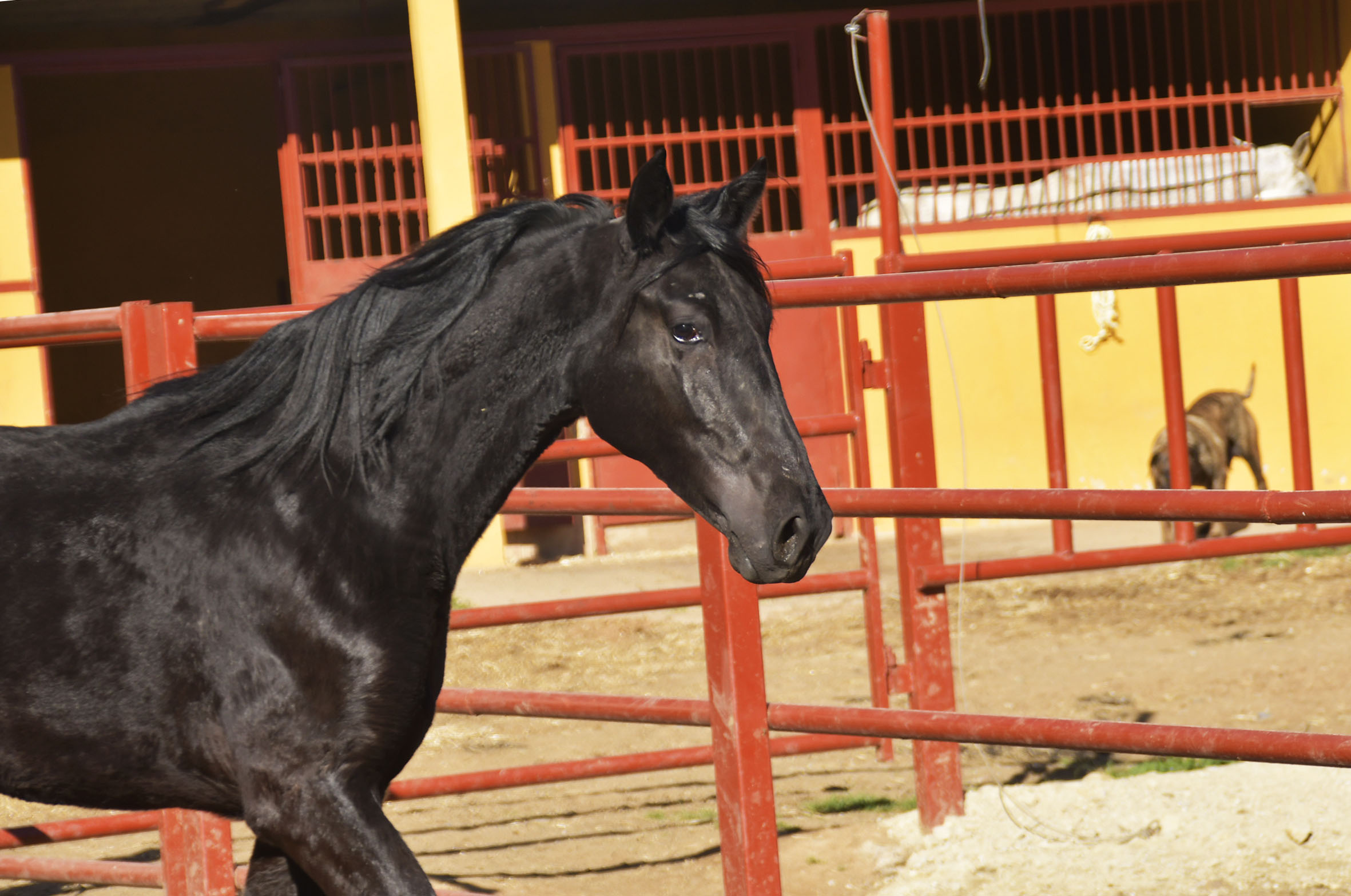 Caballo en Venta