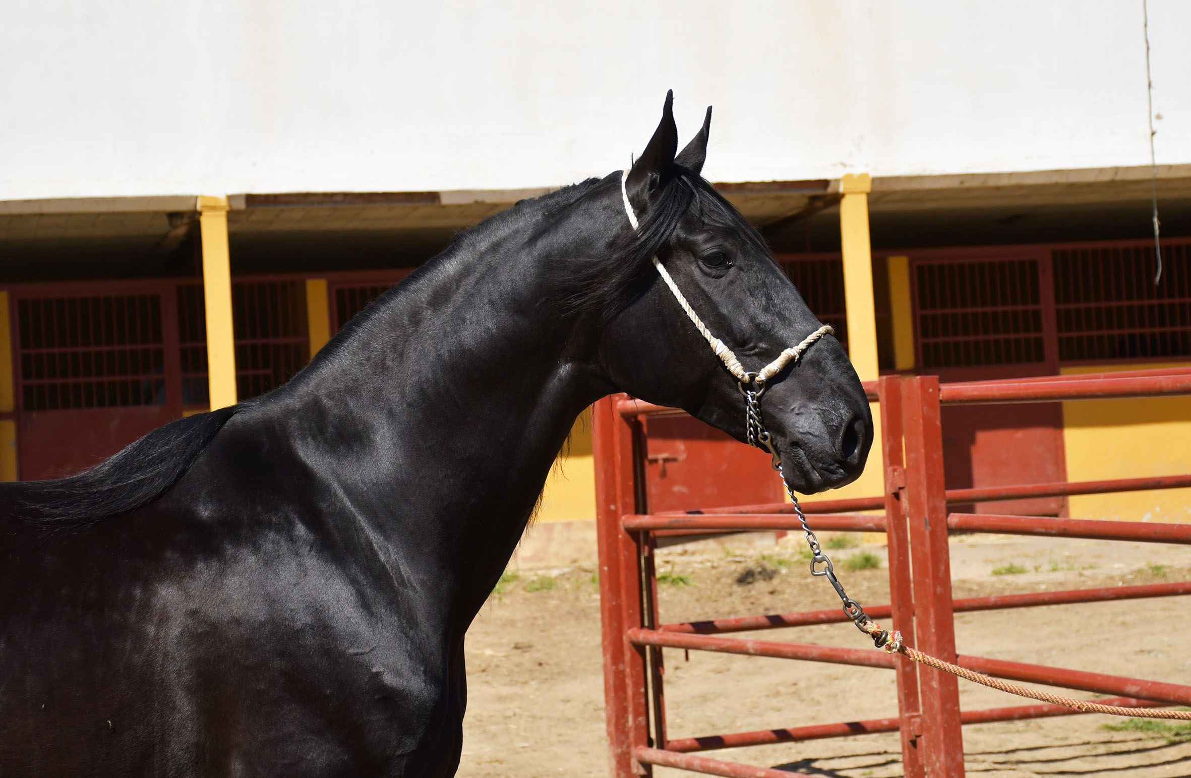 Caballo en Venta