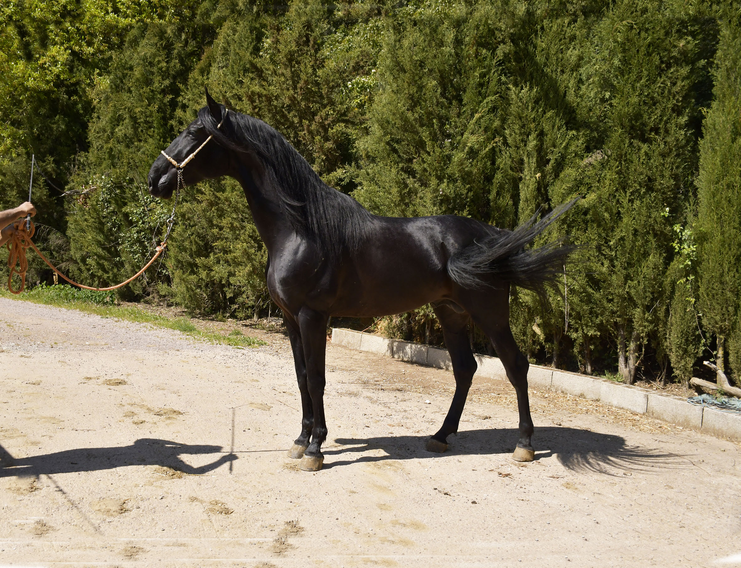 Caballo en Venta