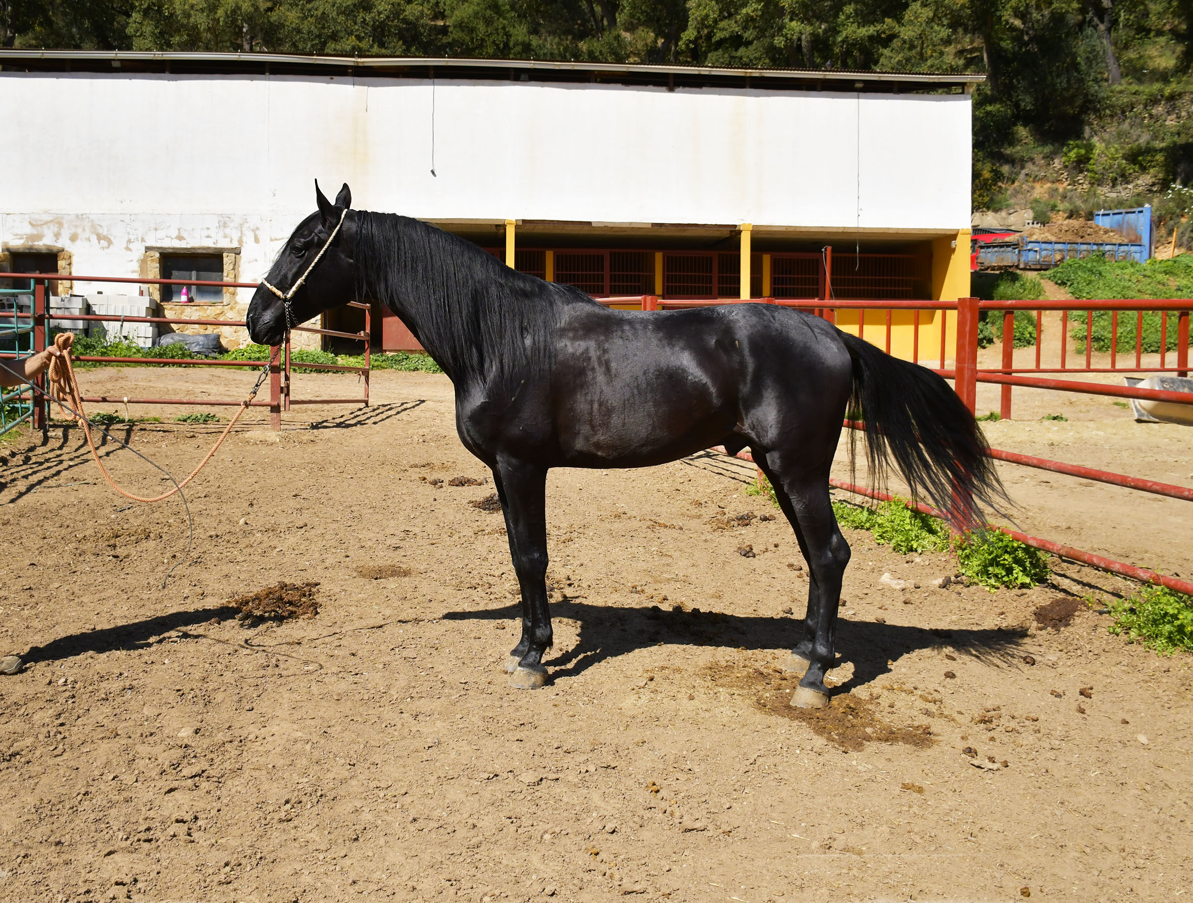 Caballo en Venta