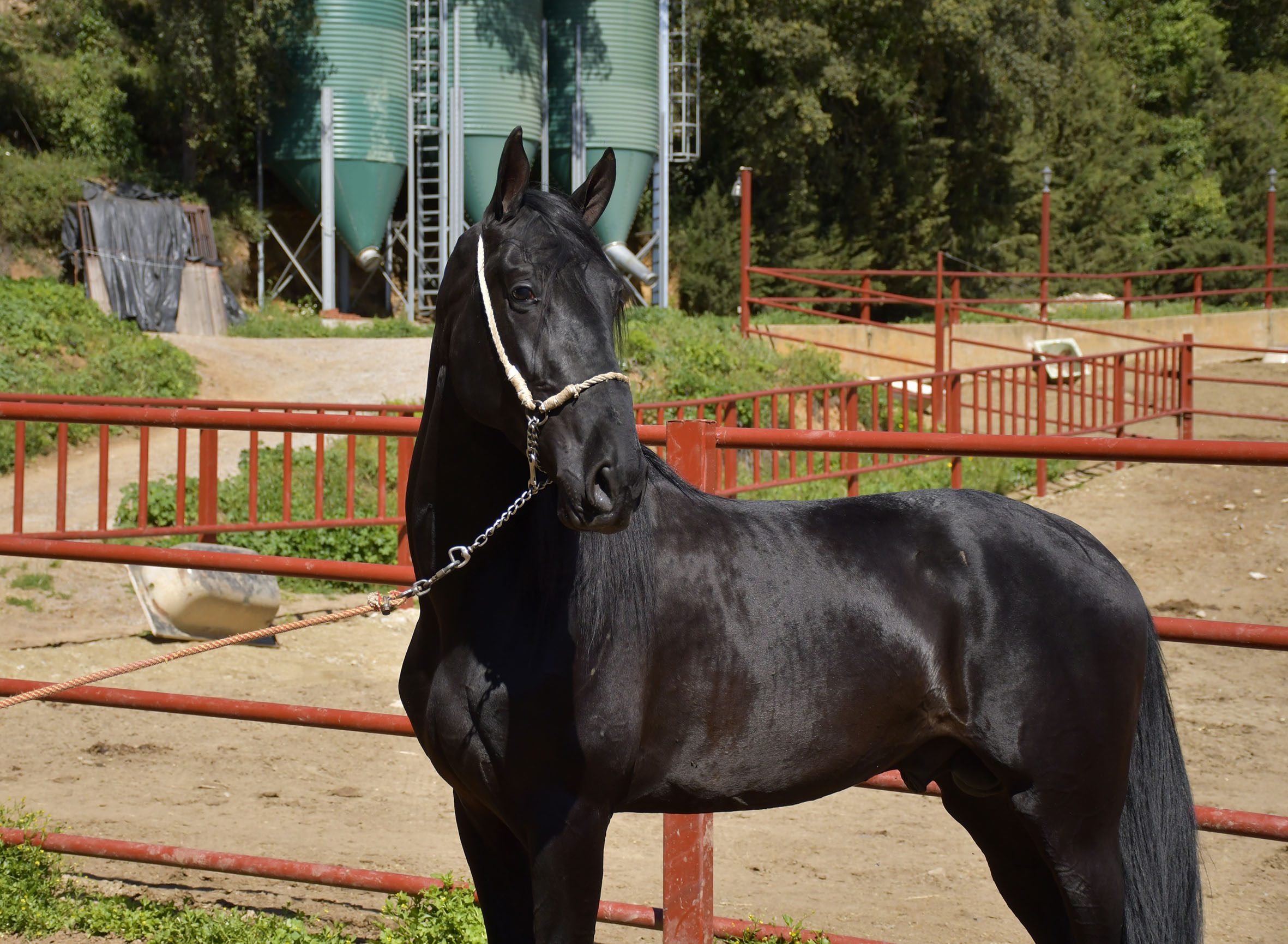 Caballo en Venta