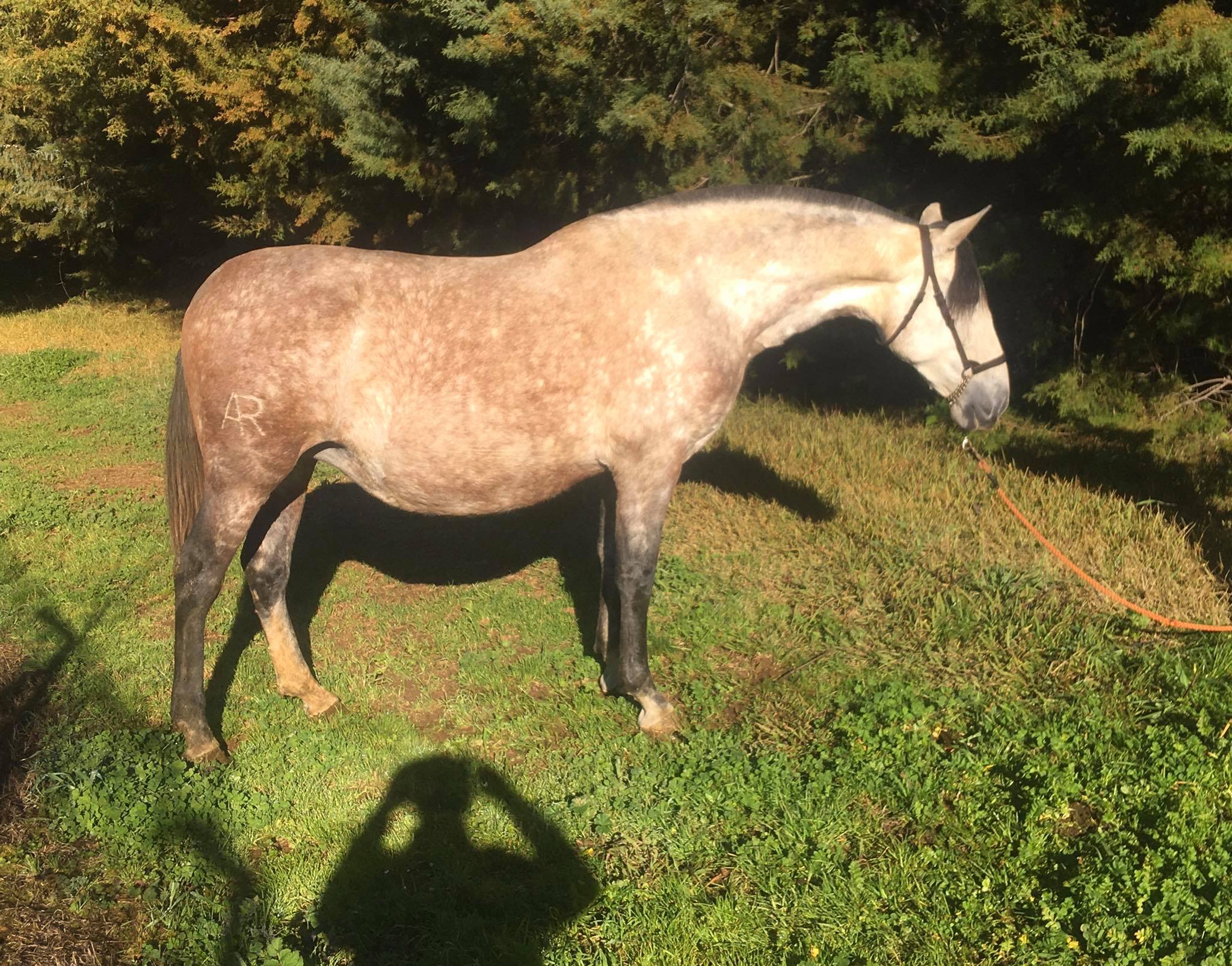 Caballo en Venta