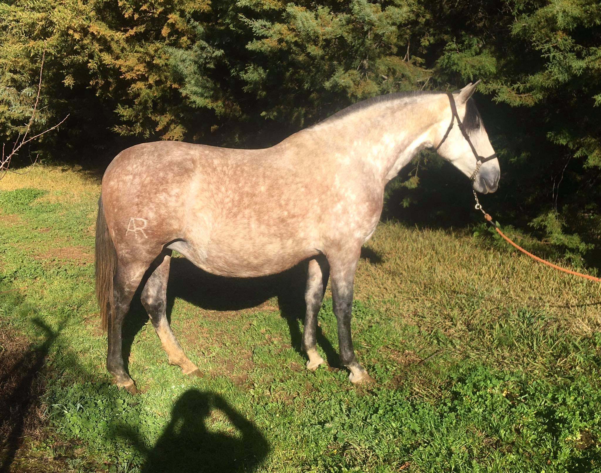 Caballo en Venta